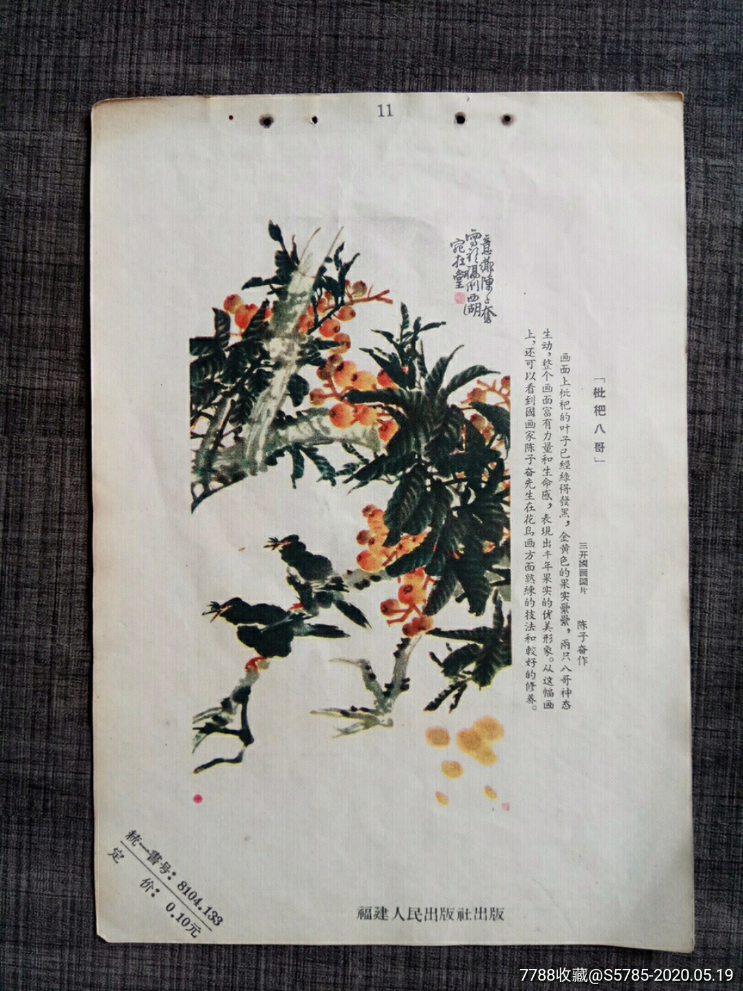 枇杷八哥--陈子奋作