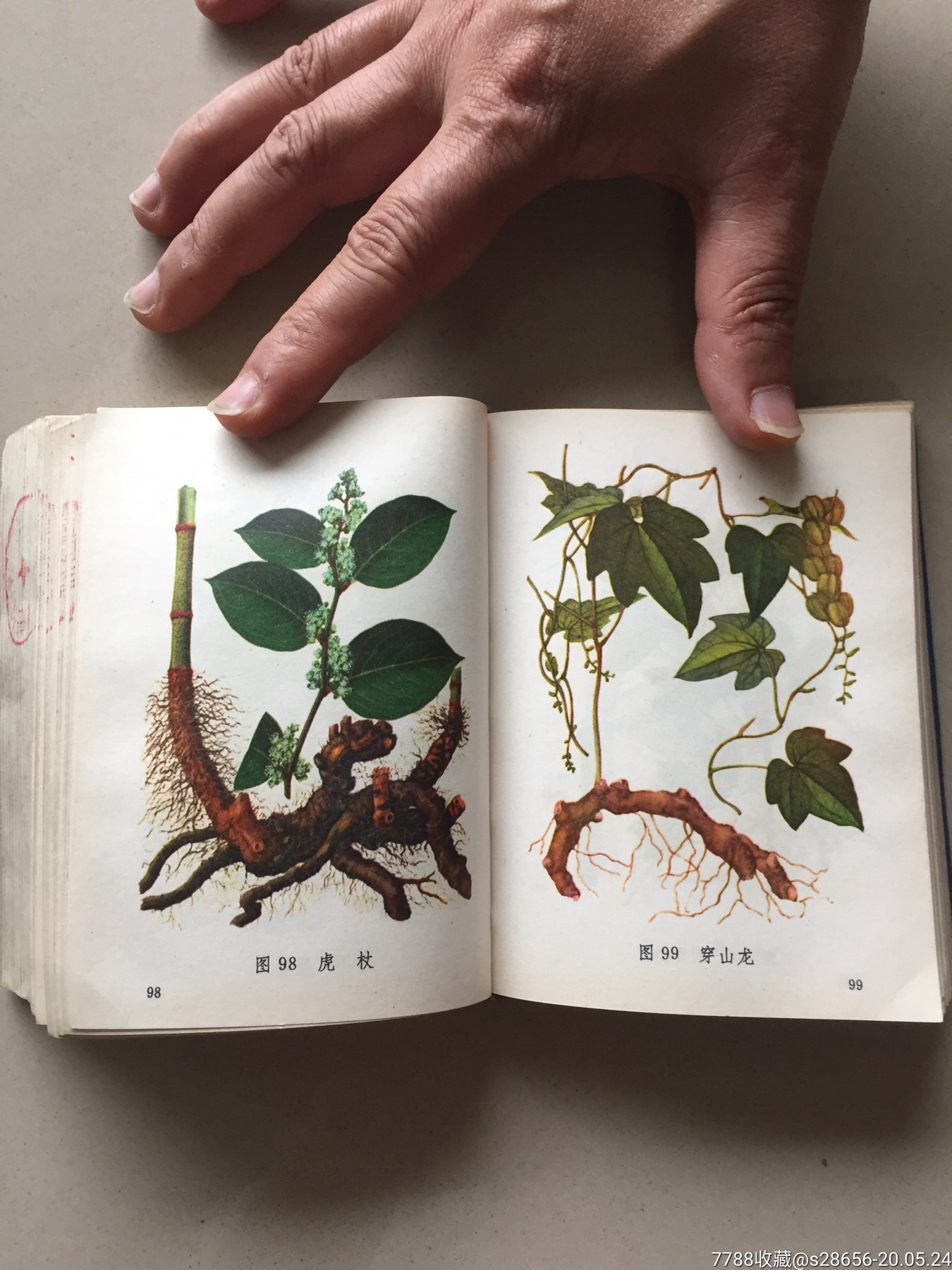 常用中草药图谱