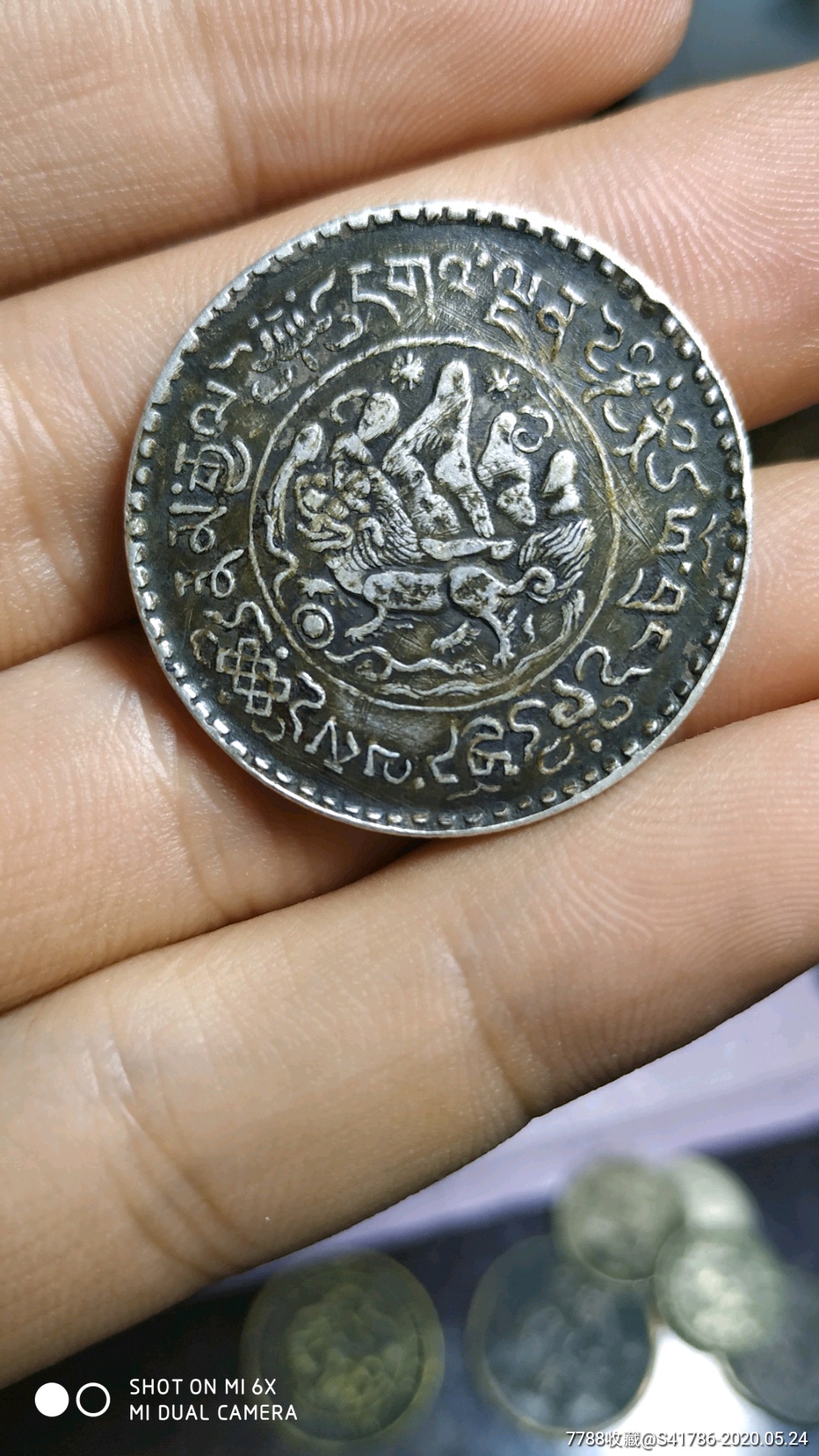 西藏银币桑松果木