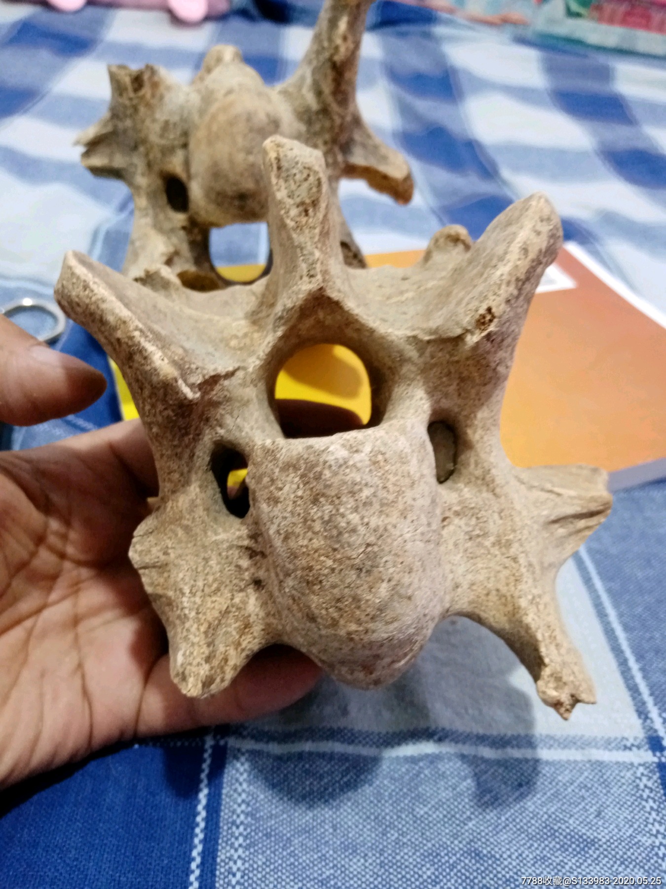 脊椎骨化石两个