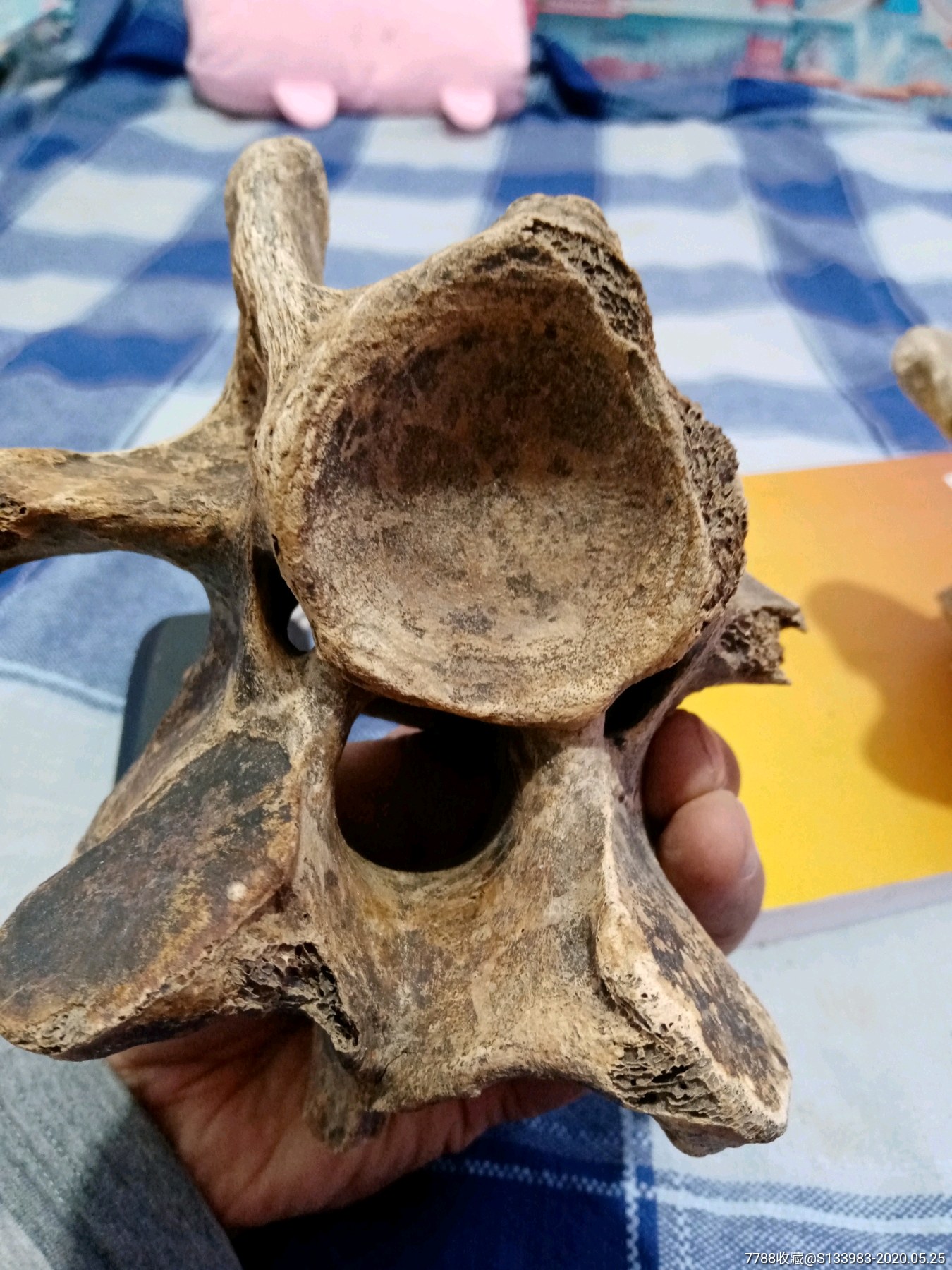 脊椎骨化石两个