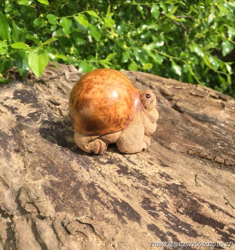 将军龟,麻梨疙瘩