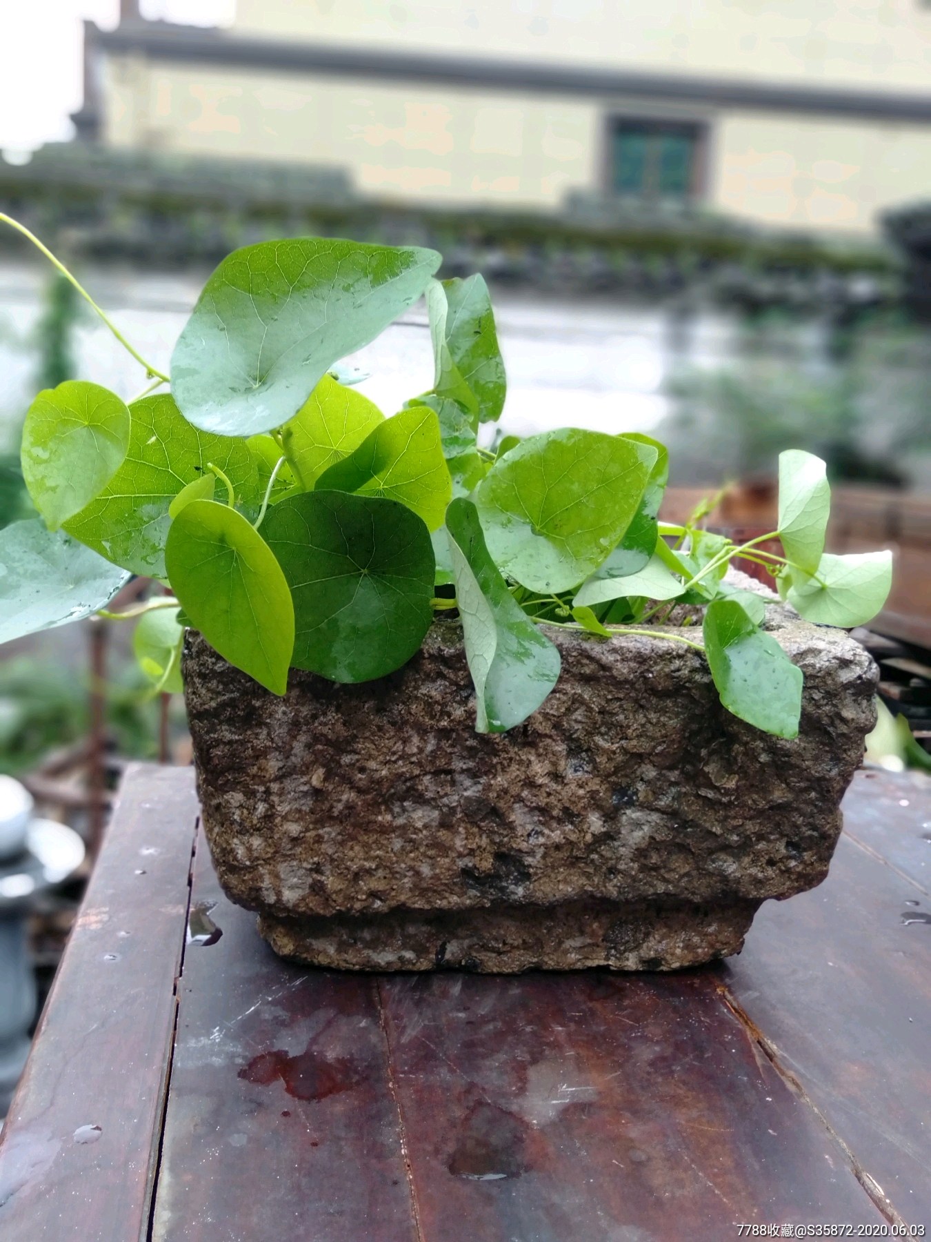 石花盆