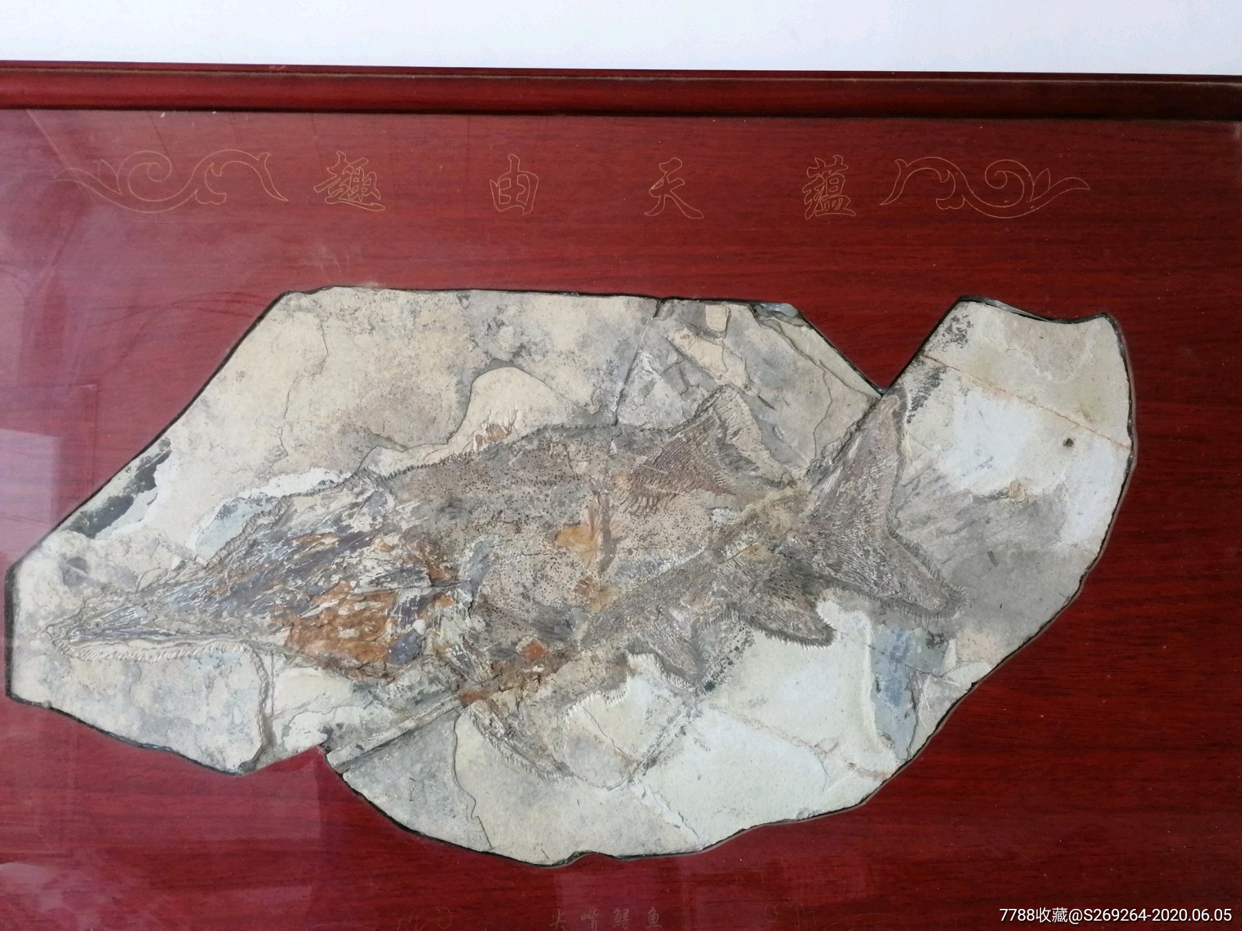 艾青的鱼化石图片