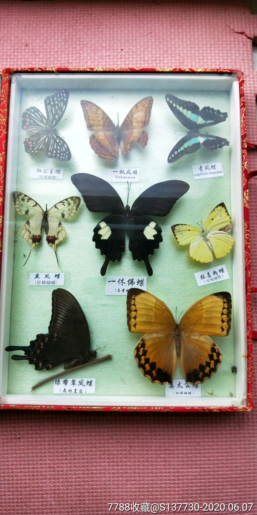 蝴蝶标本图片大全名字图片