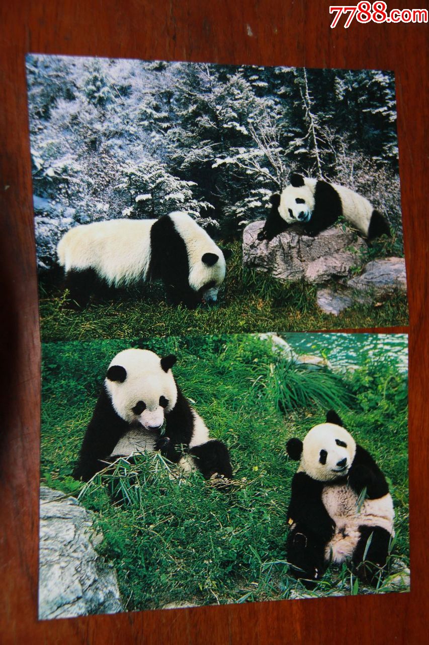 大熊猫明信片