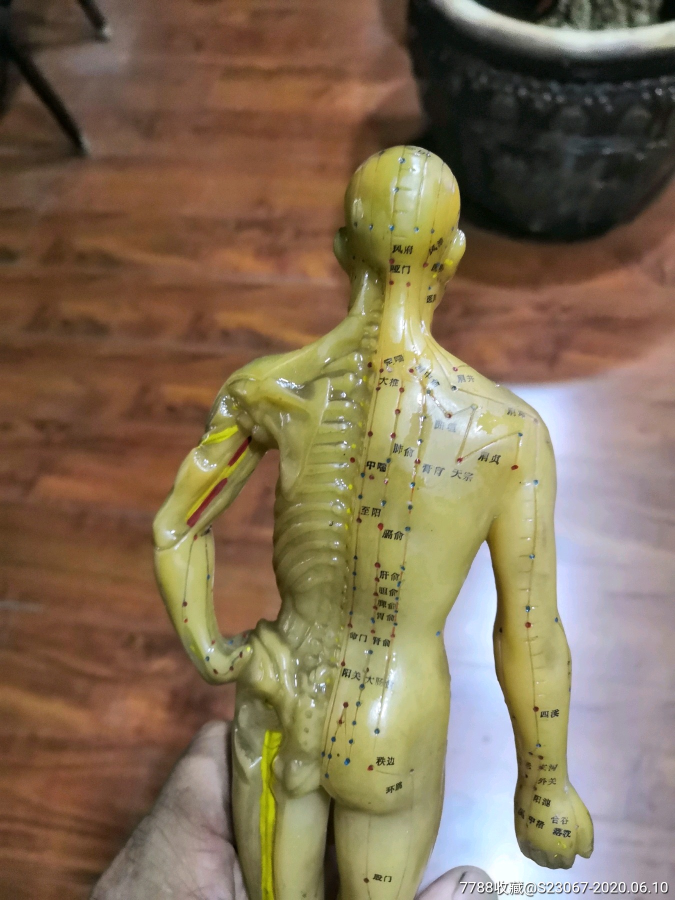 建国初针灸塑料人体模型