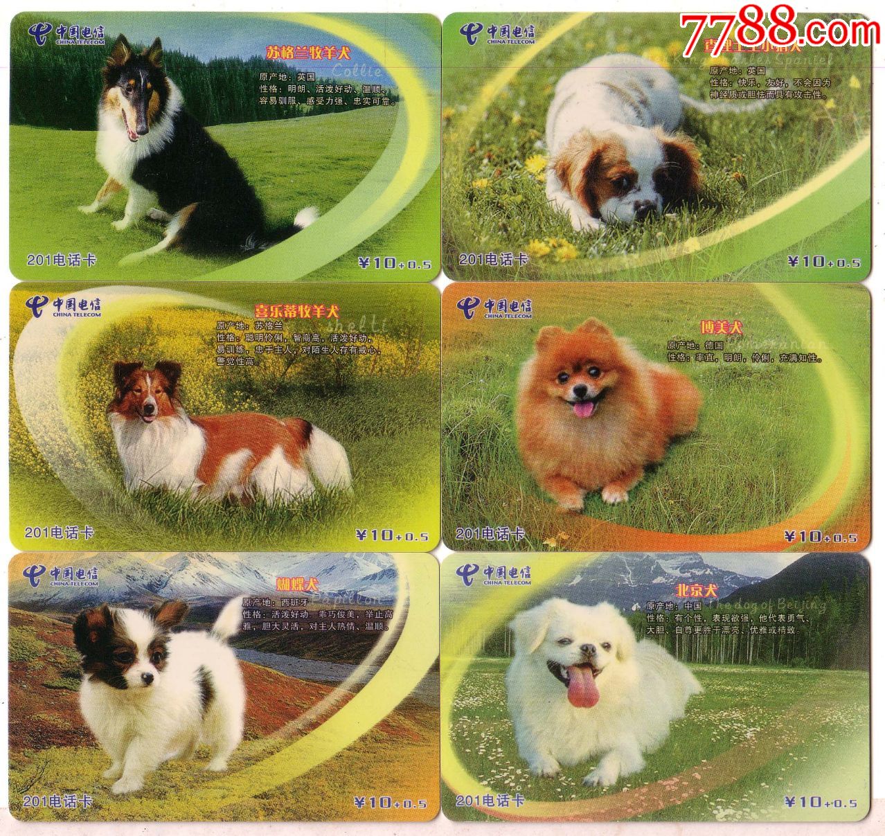 广西南宁名犬6全