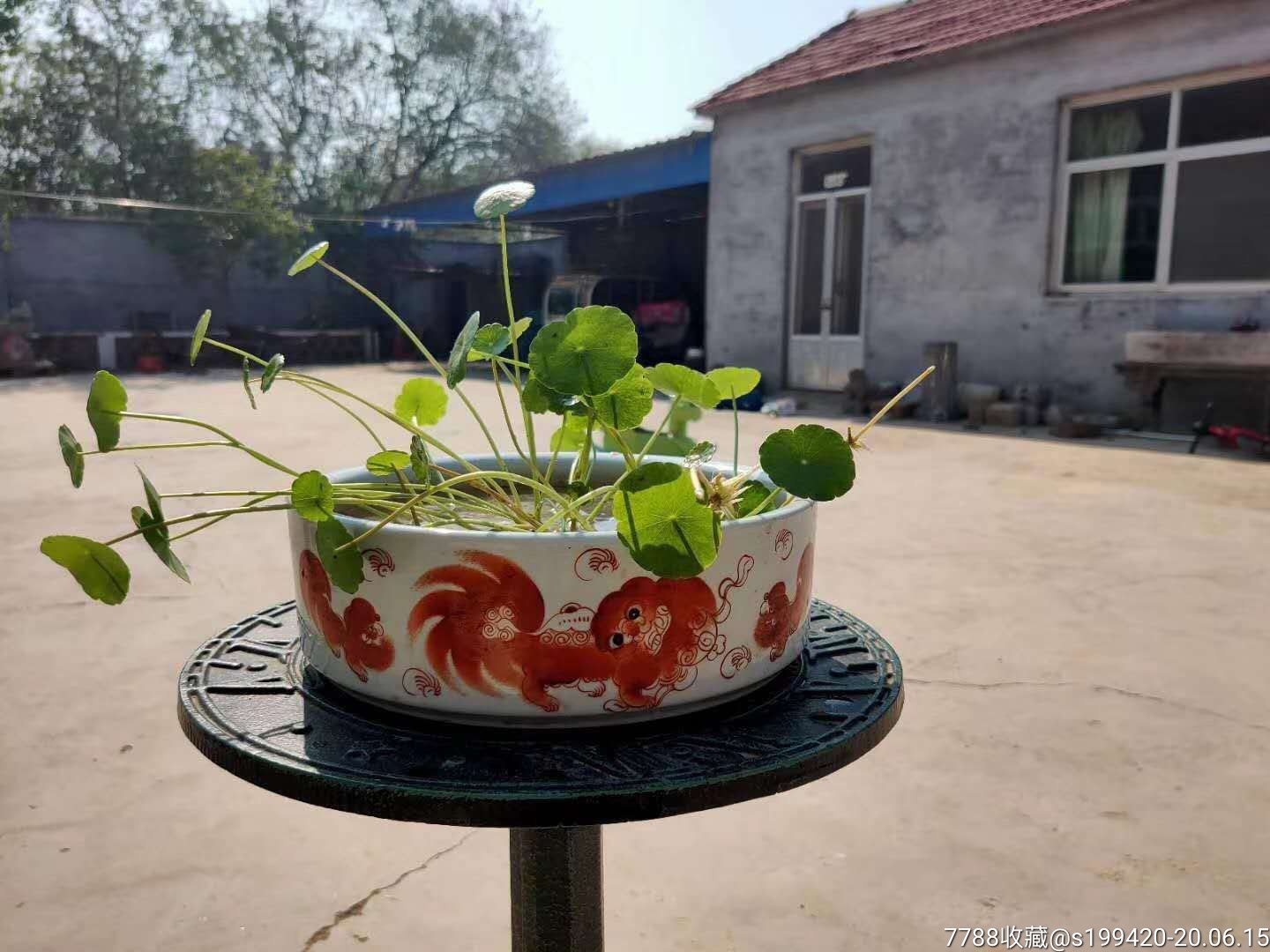 案头文房水仙盆,瓷制.全品,尺寸见图.