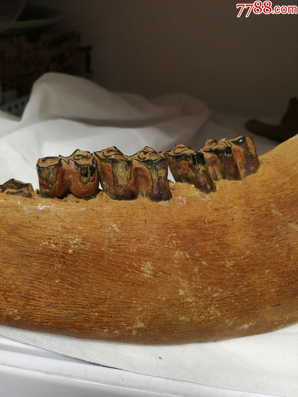 猛犸牙化石一对_价格240.0000元_第2张_7788收藏__收藏热线