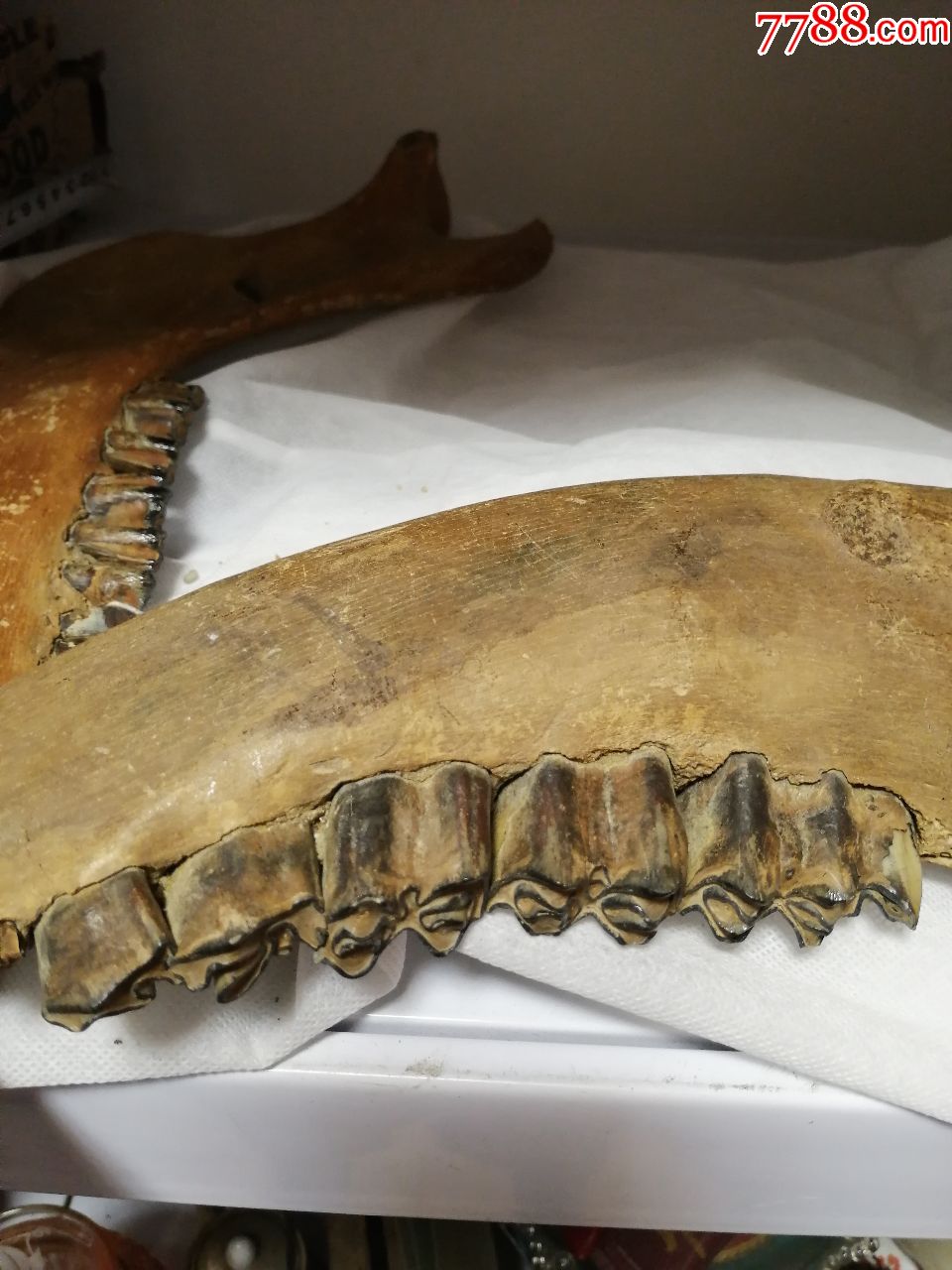 猛犸牙化石一对_价格240.0000元_第9张_7788收藏__收藏热线