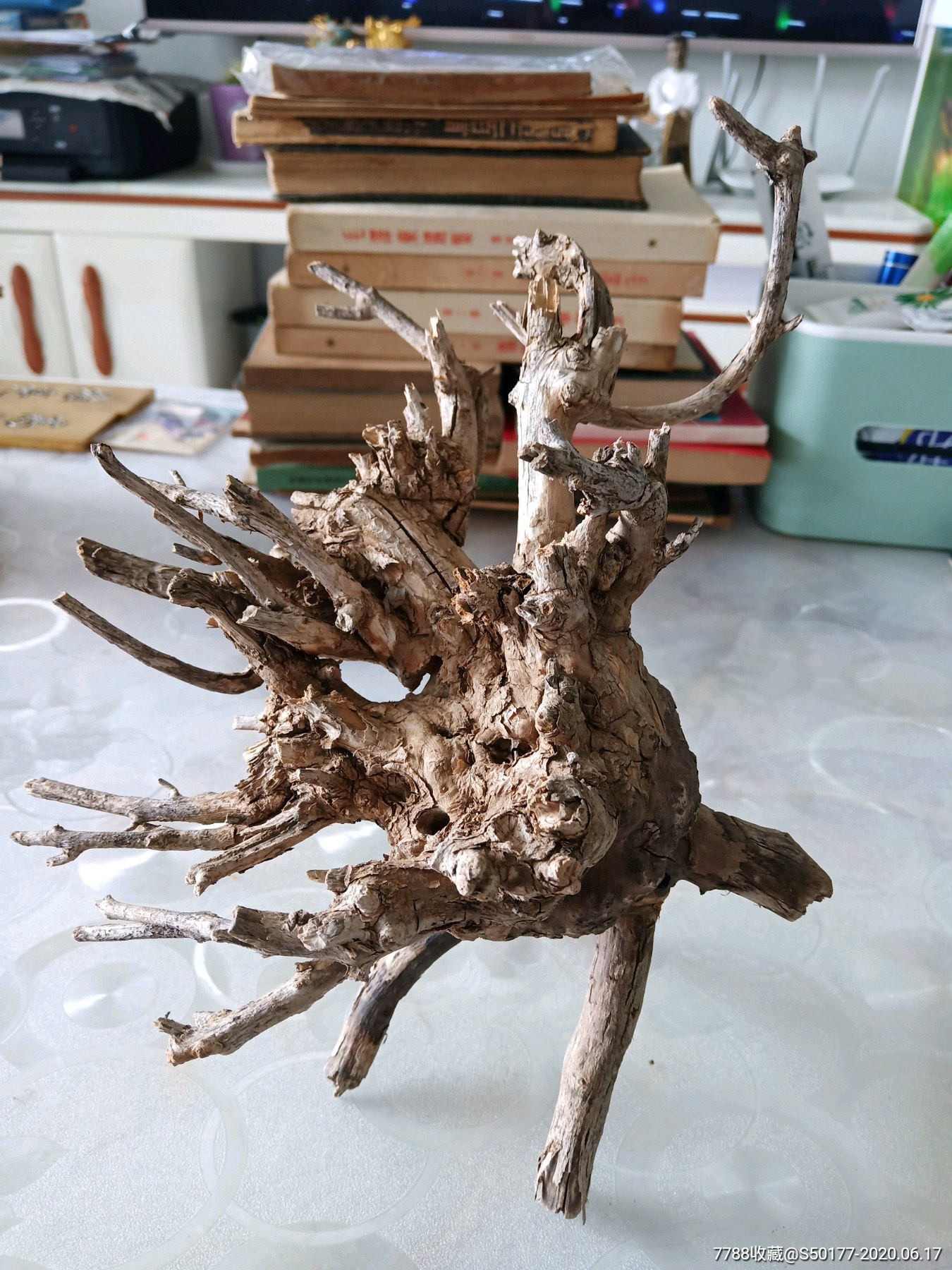 老树根.邱树老根.