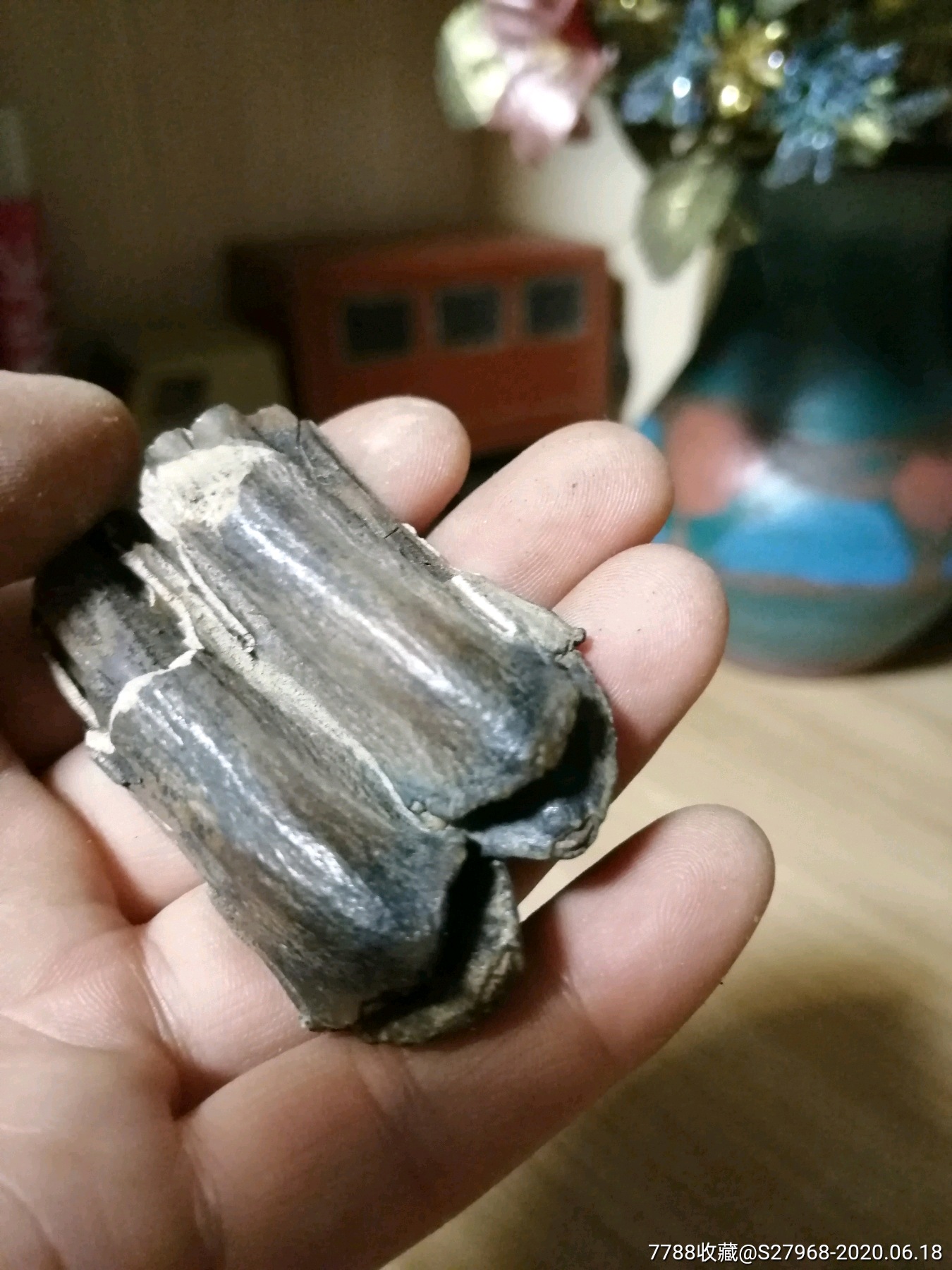 牙化石--几亿年了刷油后很很亮