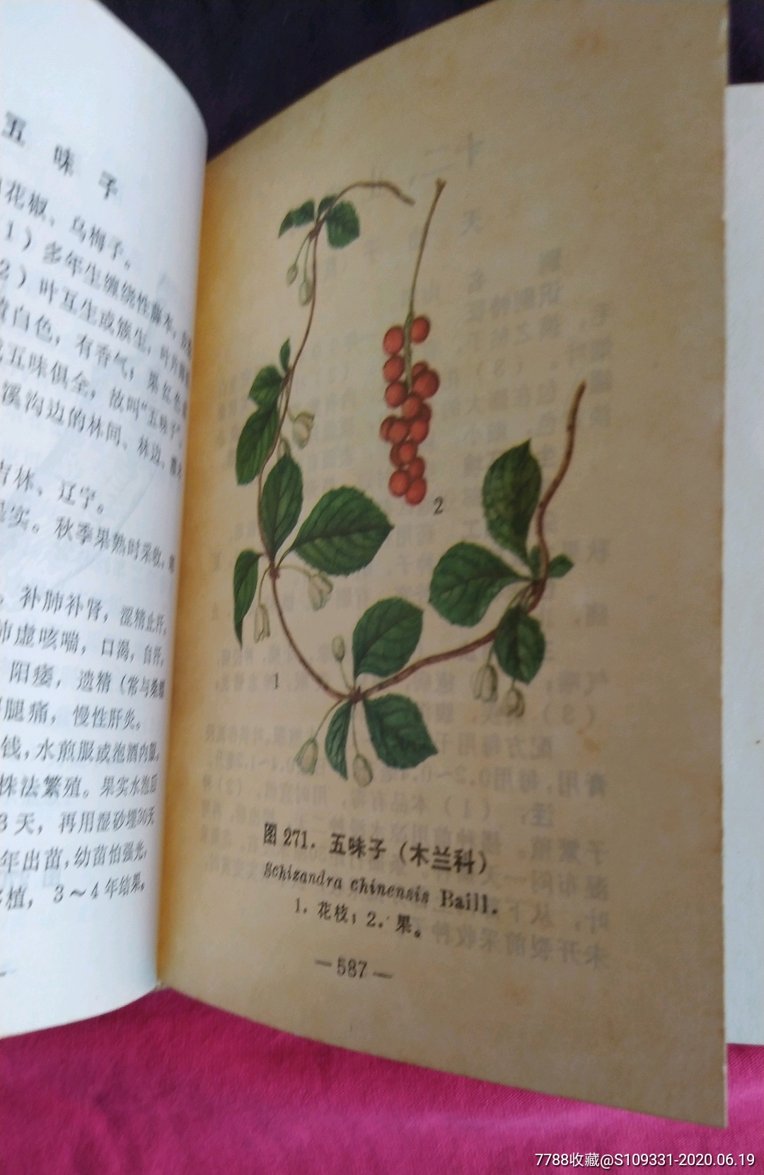 东北中草药手册,(彩图黑白各半)