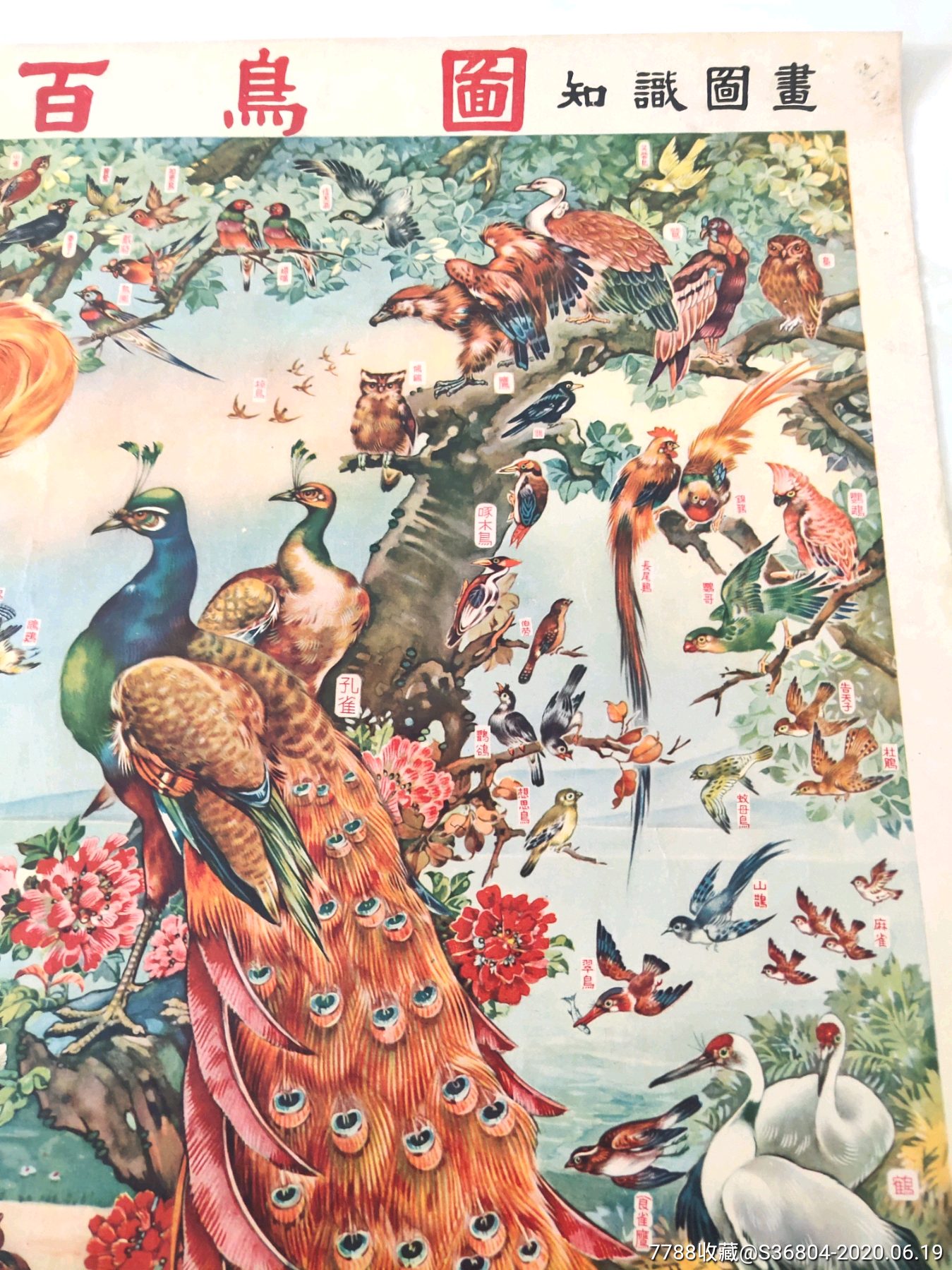 54年版何逸梅百鸟图-年画/宣传画-7788宣传画收藏