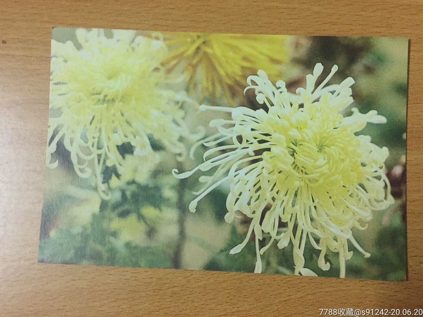 菊花植物卡片图片