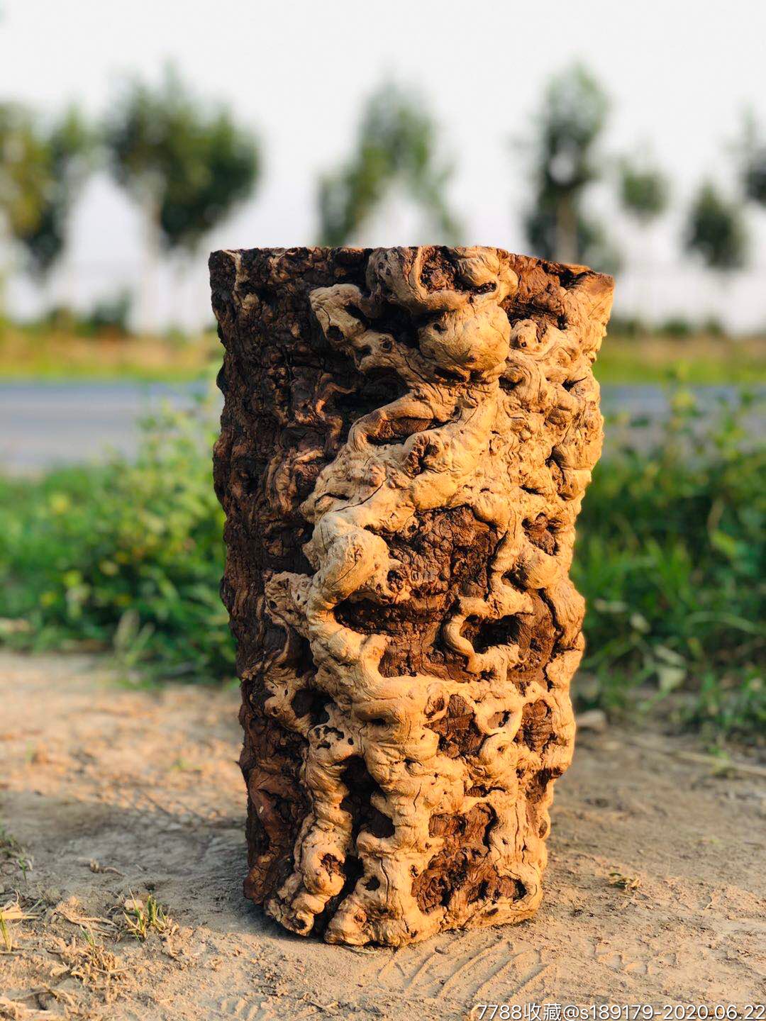 百年风化枣木墩2