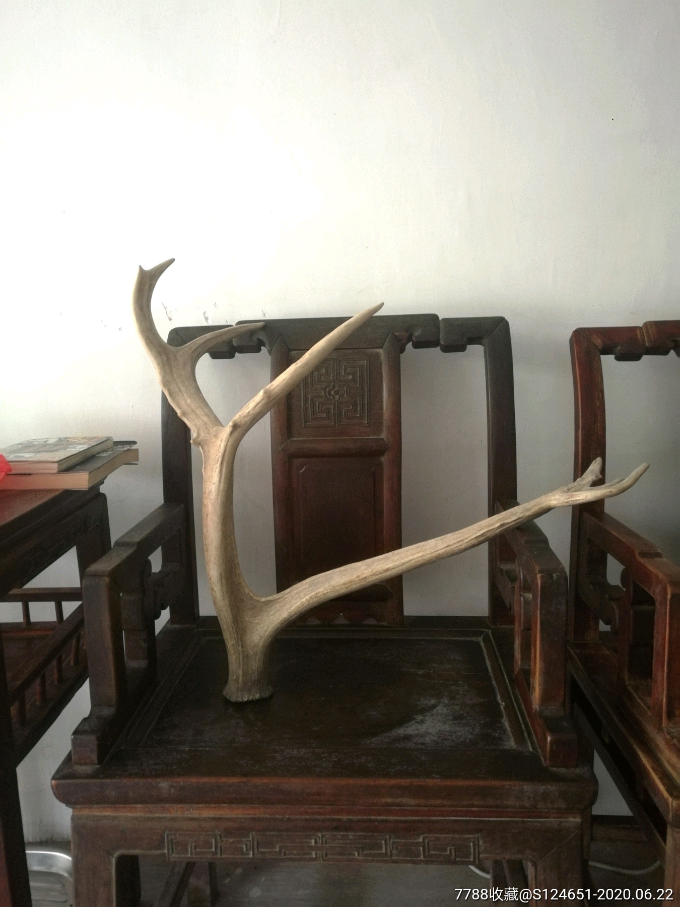 大号马鹿角