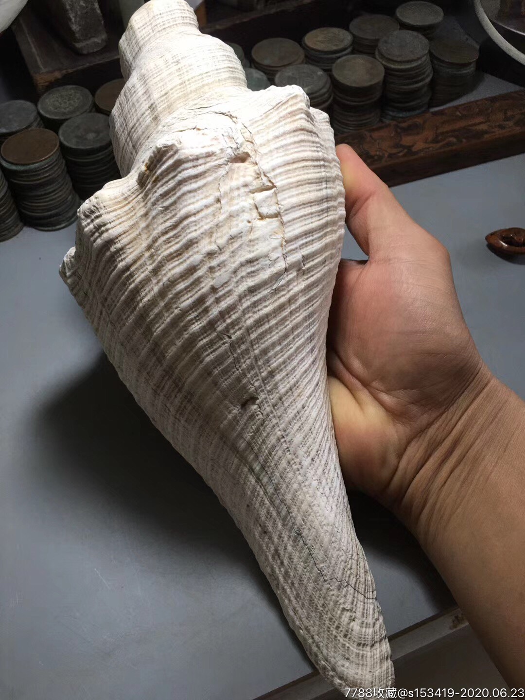 古老的大海螺品相好古董收藏包老包邮好大一只喜欢私聊