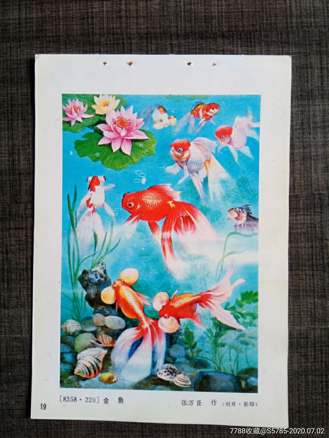 金鱼--张万臣作-年画缩样散页-7788收藏