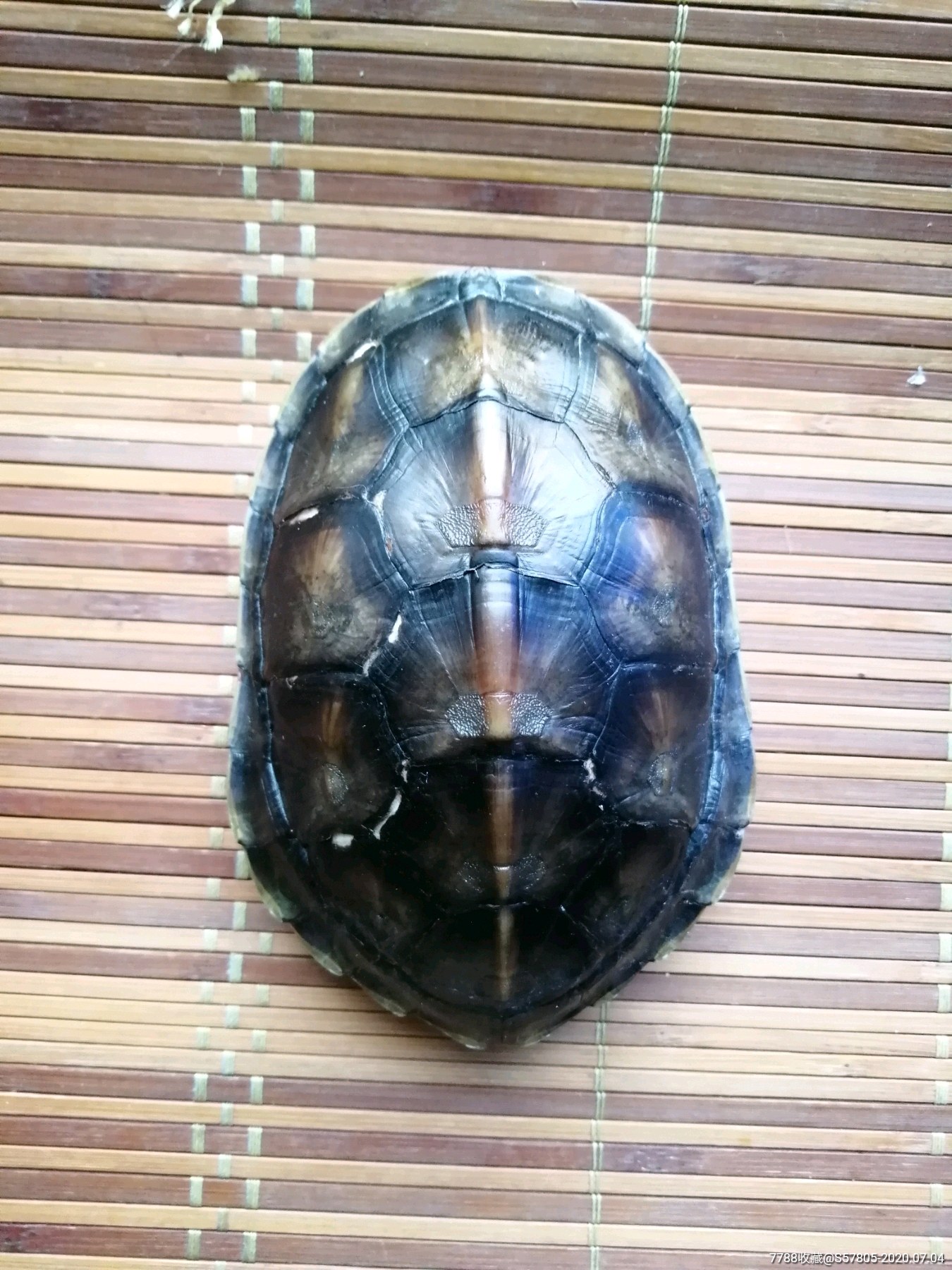 龟壳龟仆文玩抽签算卦镇宅摇卦龟甲尺寸