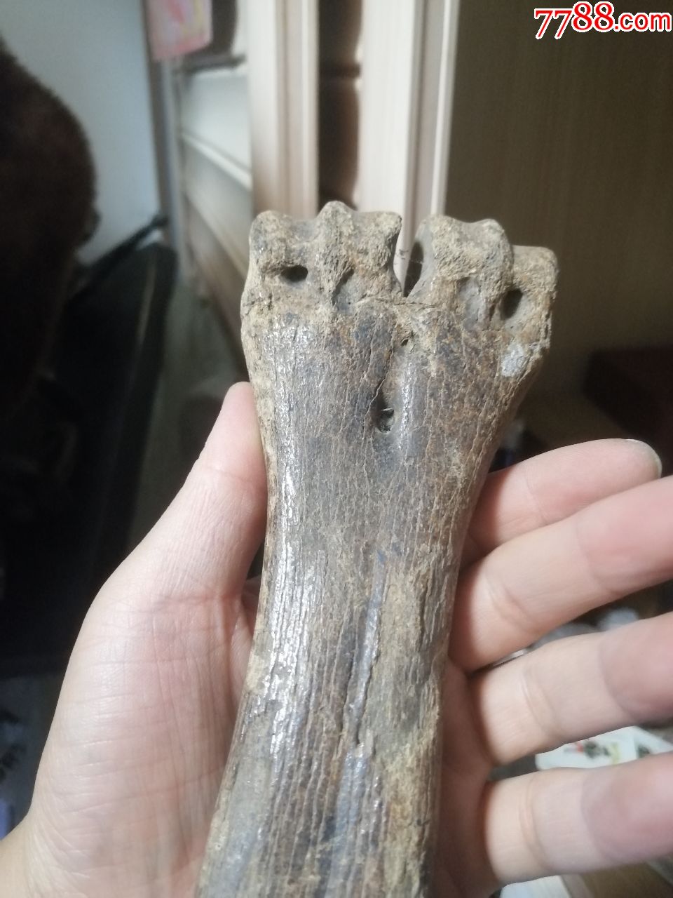 几亿年的骨化石