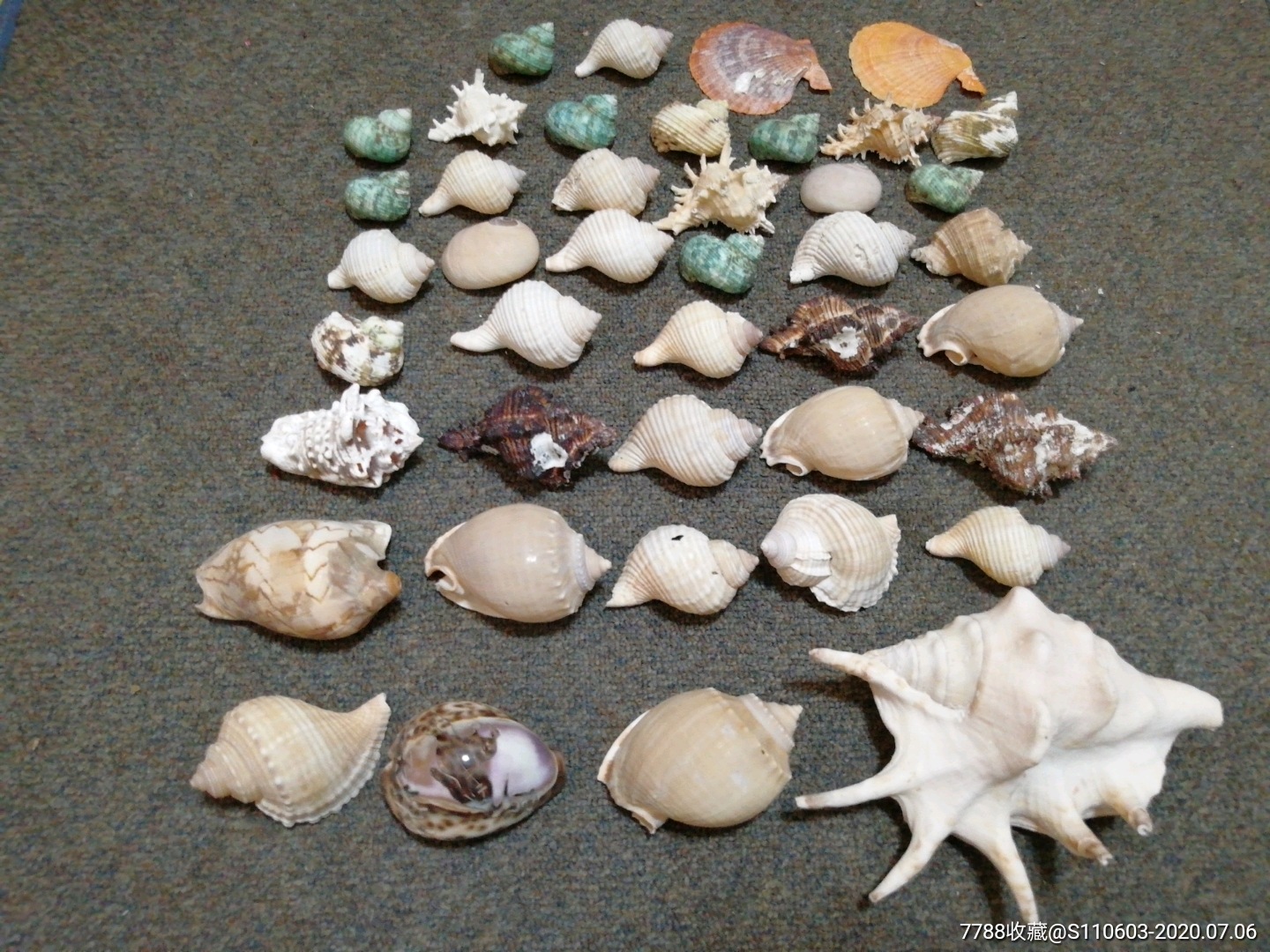 海螺品种种类图片