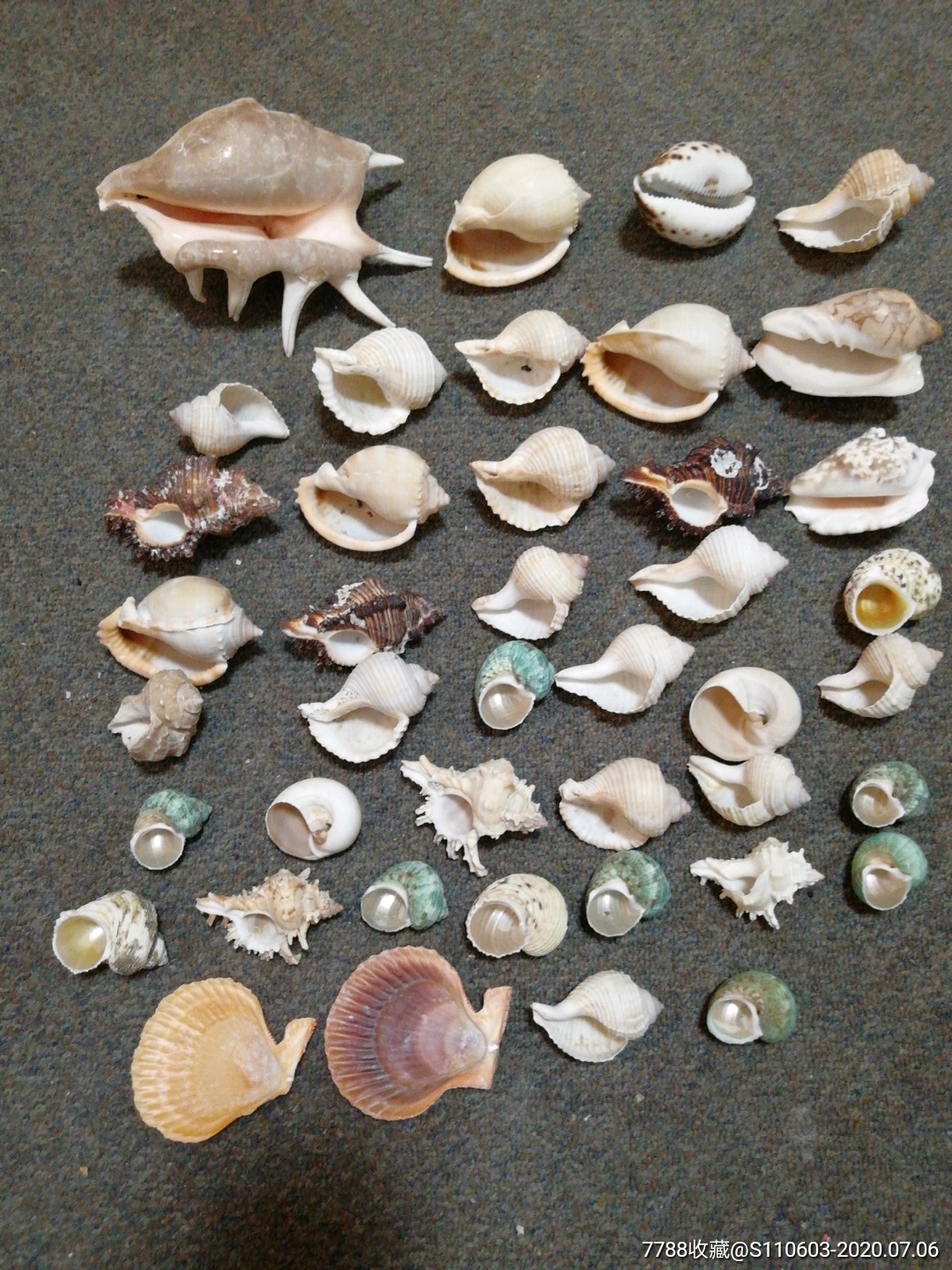 各种海螺42个合售(部分海螺有破洞及缺口)