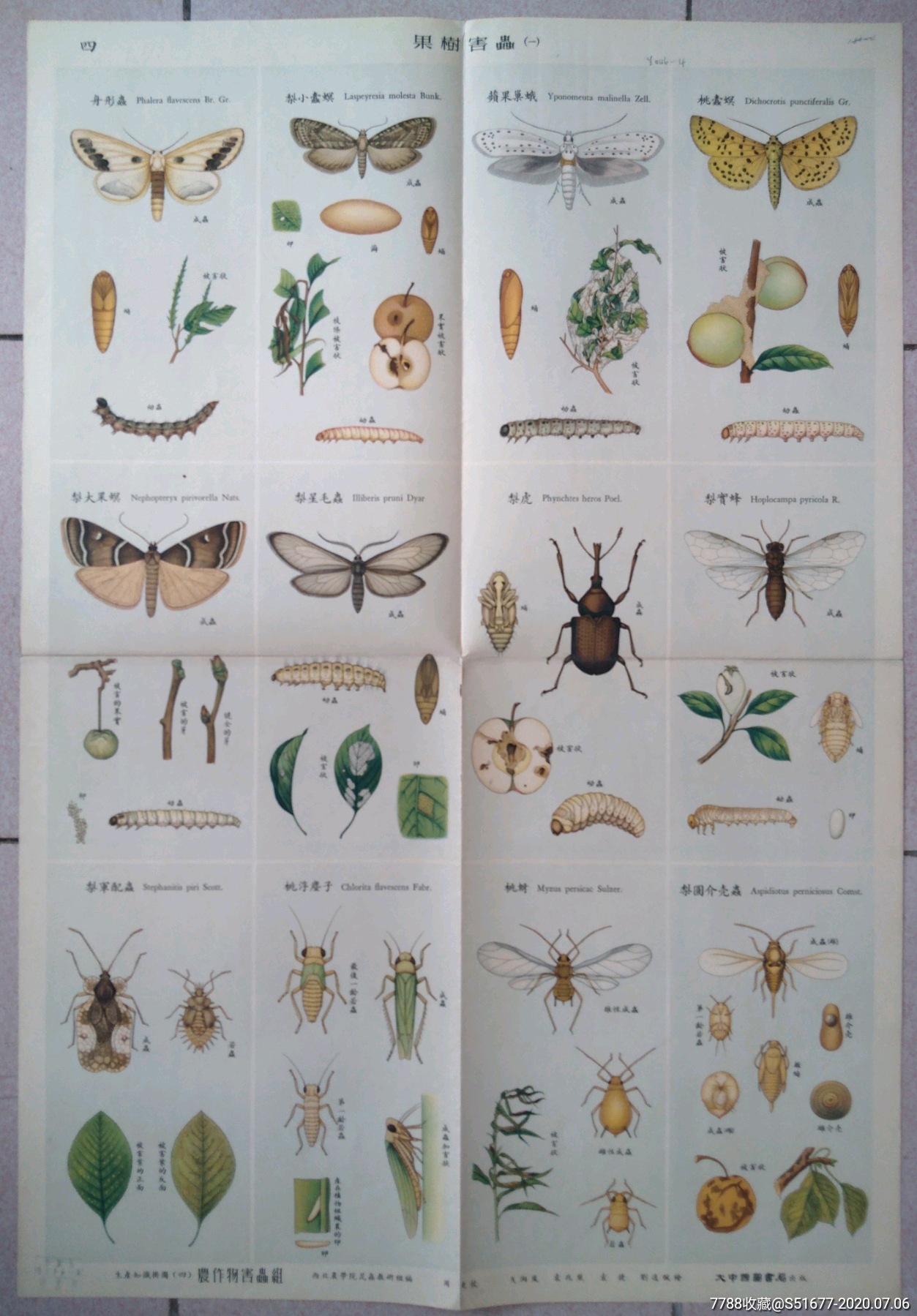 植物害虫名称及图片图片