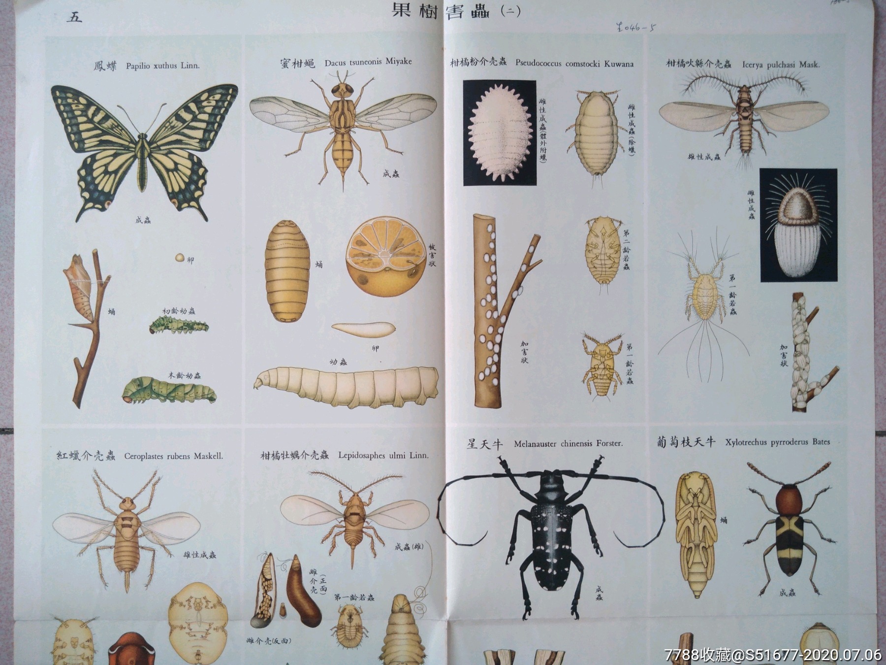 十大害虫名字图片