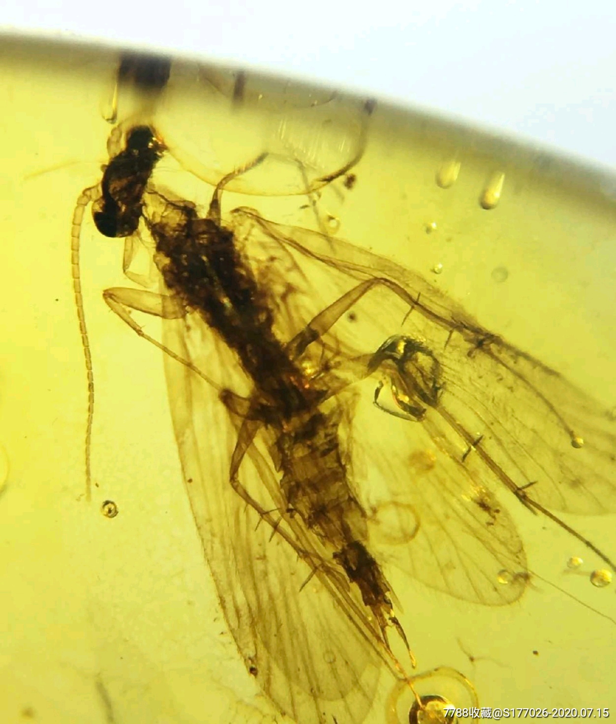 金珀蜻蜓琥珀昆虫