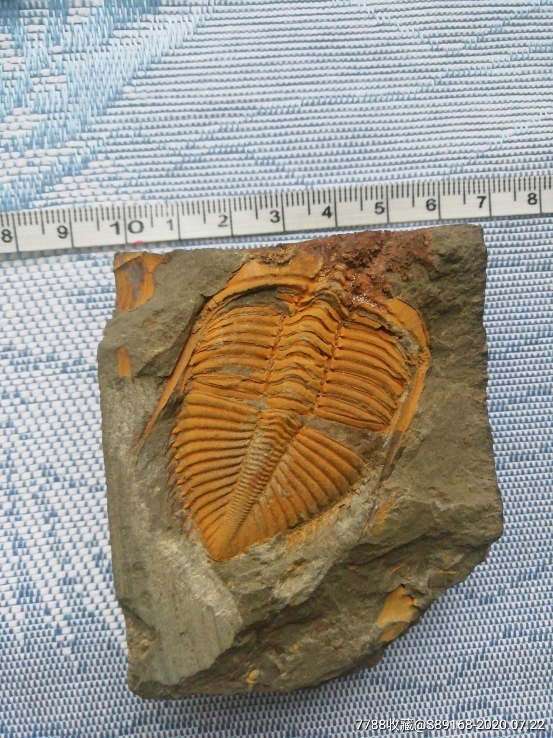 史前生物——三叶虫化石(大块头)