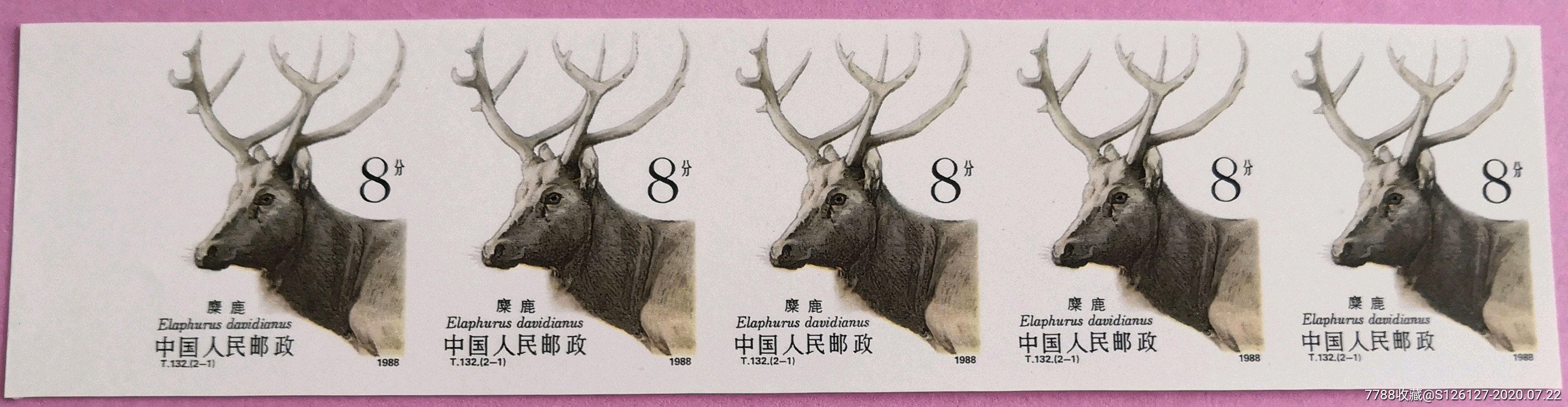 t132麋鹿(无齿)_新中国邮票_第3张_7788集邮网