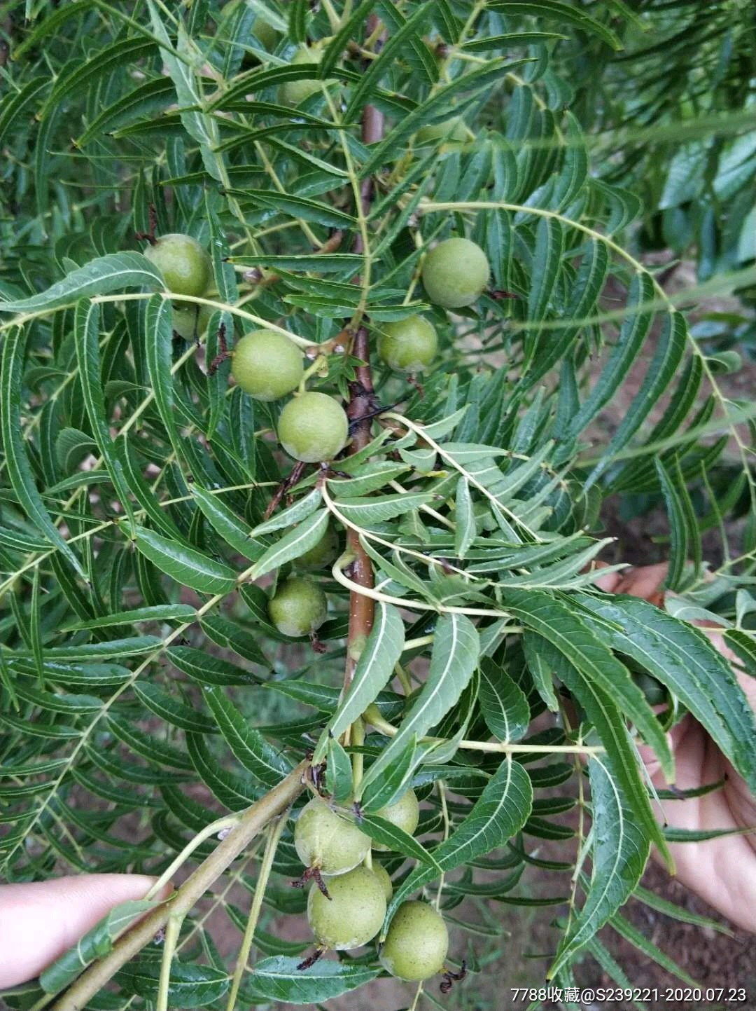 猴头核桃种植方法图片