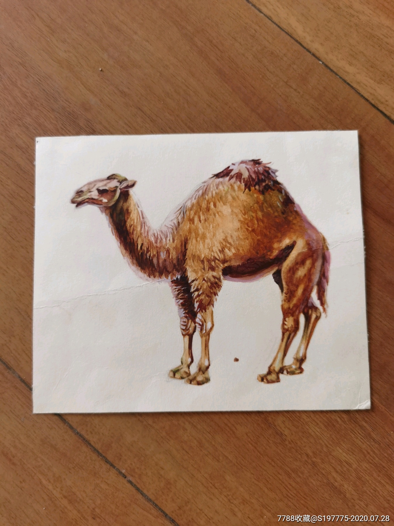 骆驼彩色原稿画稿
