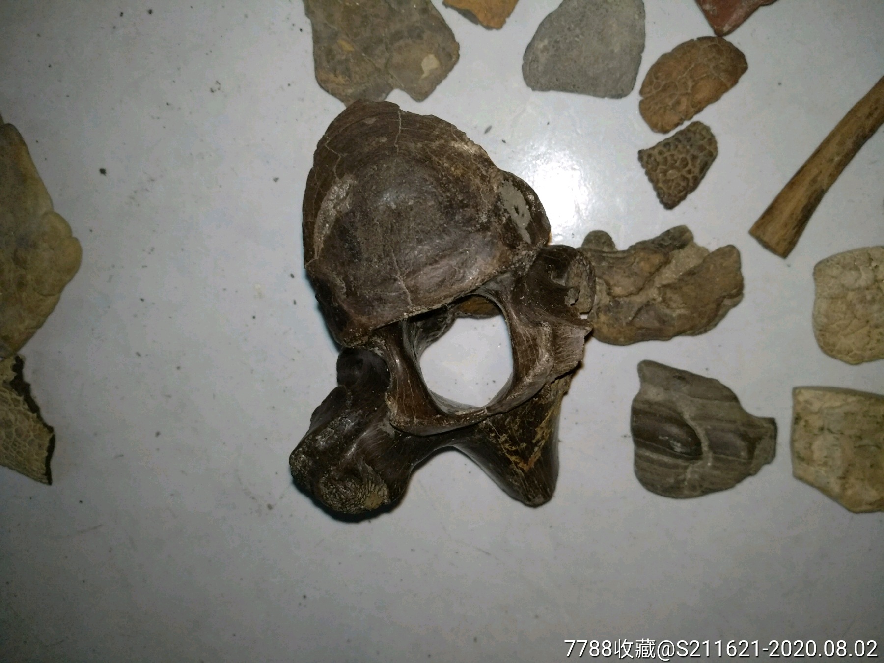 黑龙江动物化石泥石一堆包邮