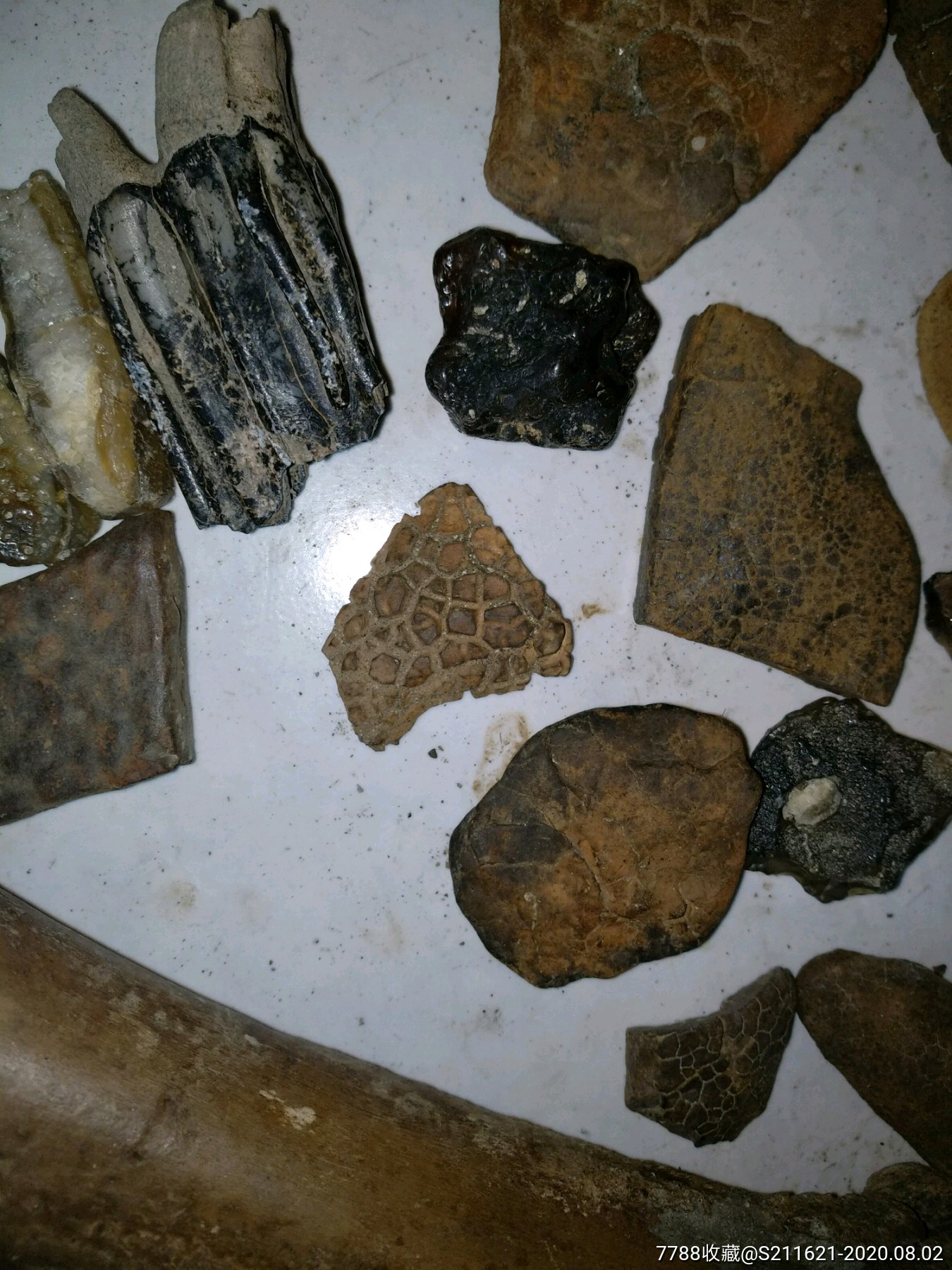 松花江泥石玛瑙骨化石