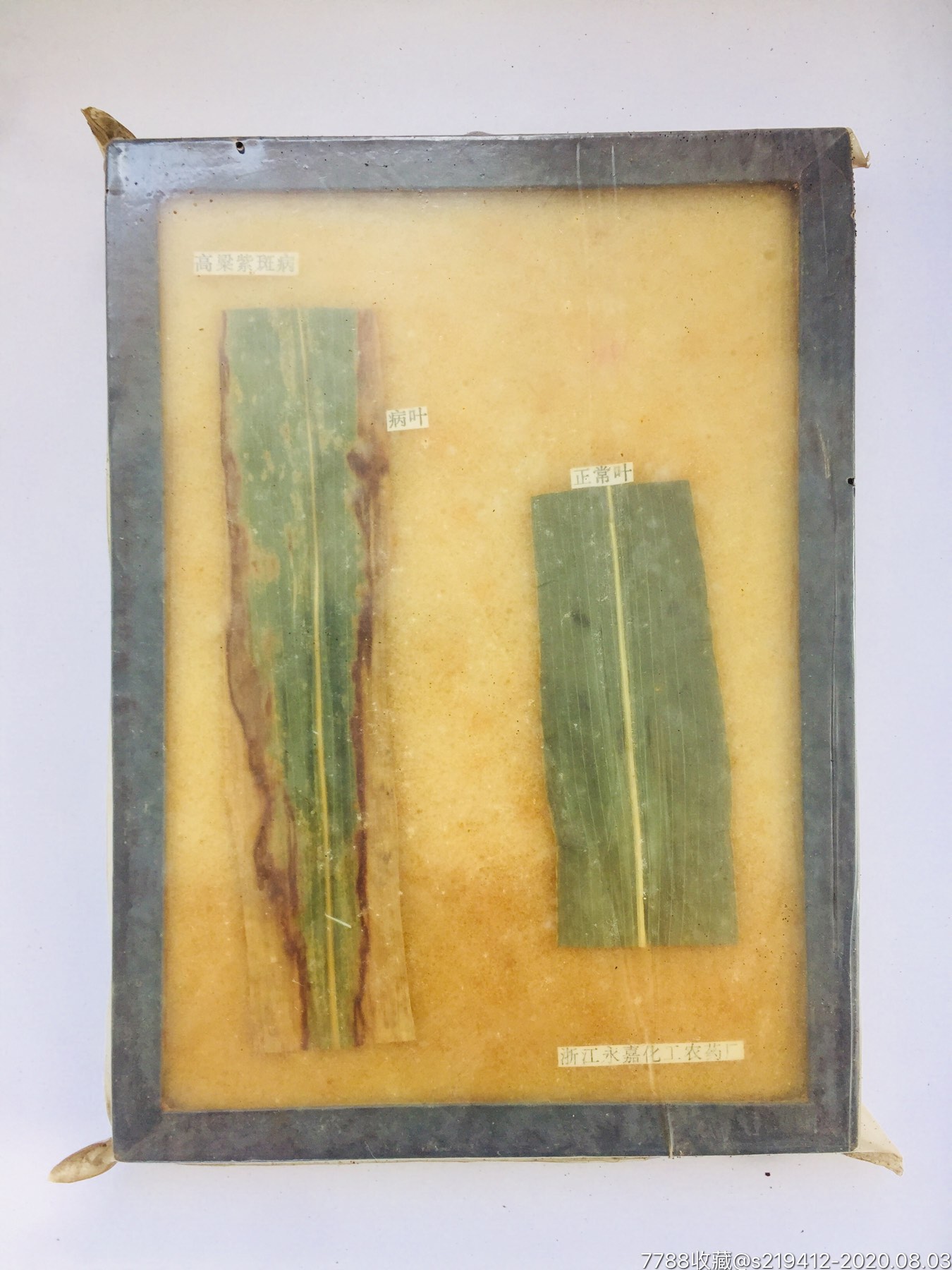 高粱紫斑病标本