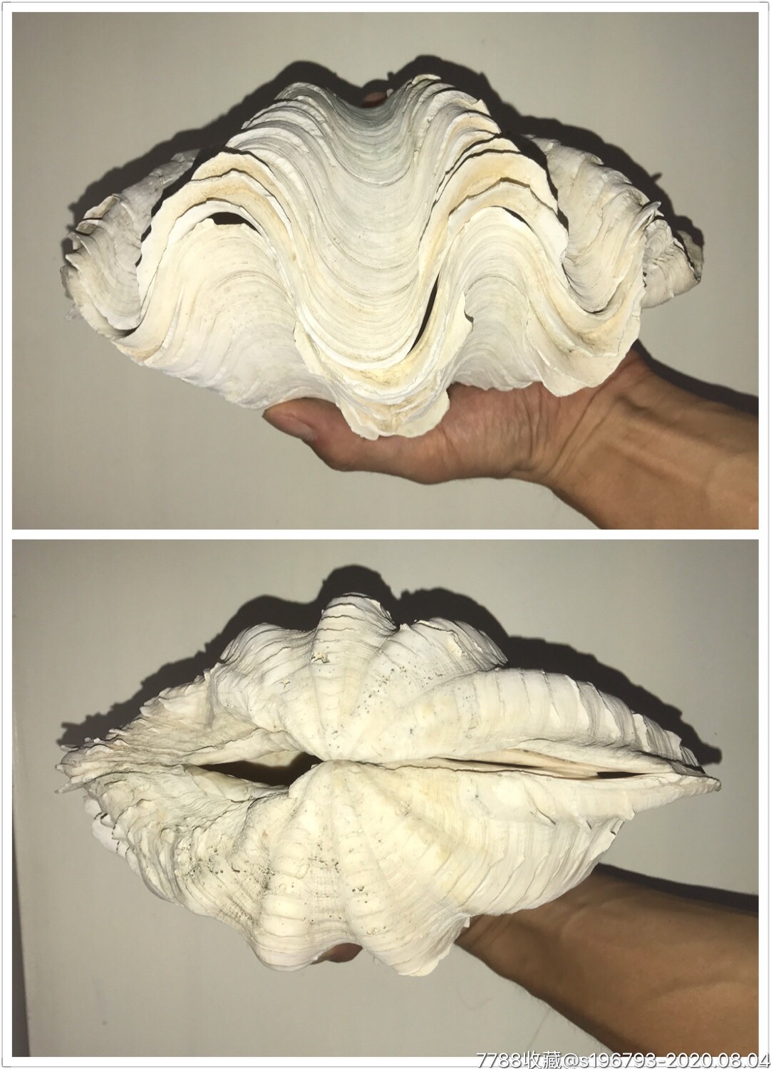 南太平洋老贝壳标本25cm鳞贝