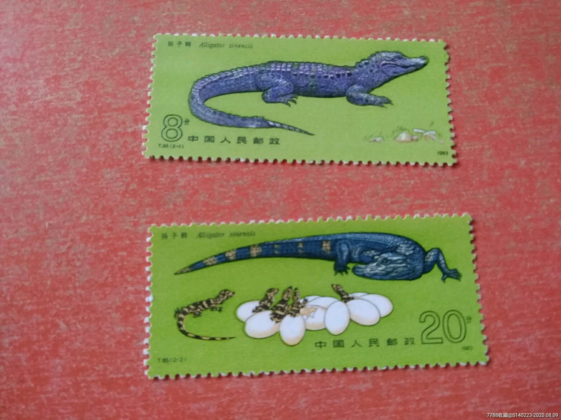 t85扬子鳄新票一套_新中国邮票【建忠商贸】_第1张_7788集邮网