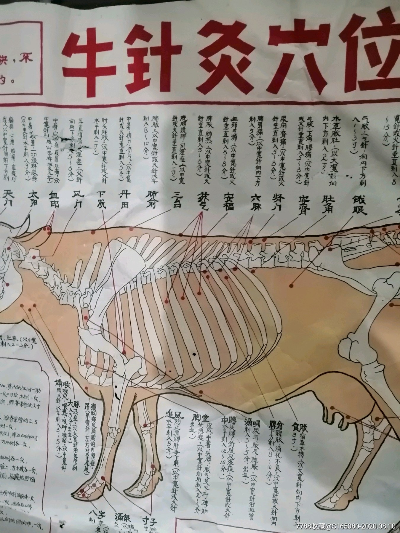 50年代有语录的牛针灸穴位图