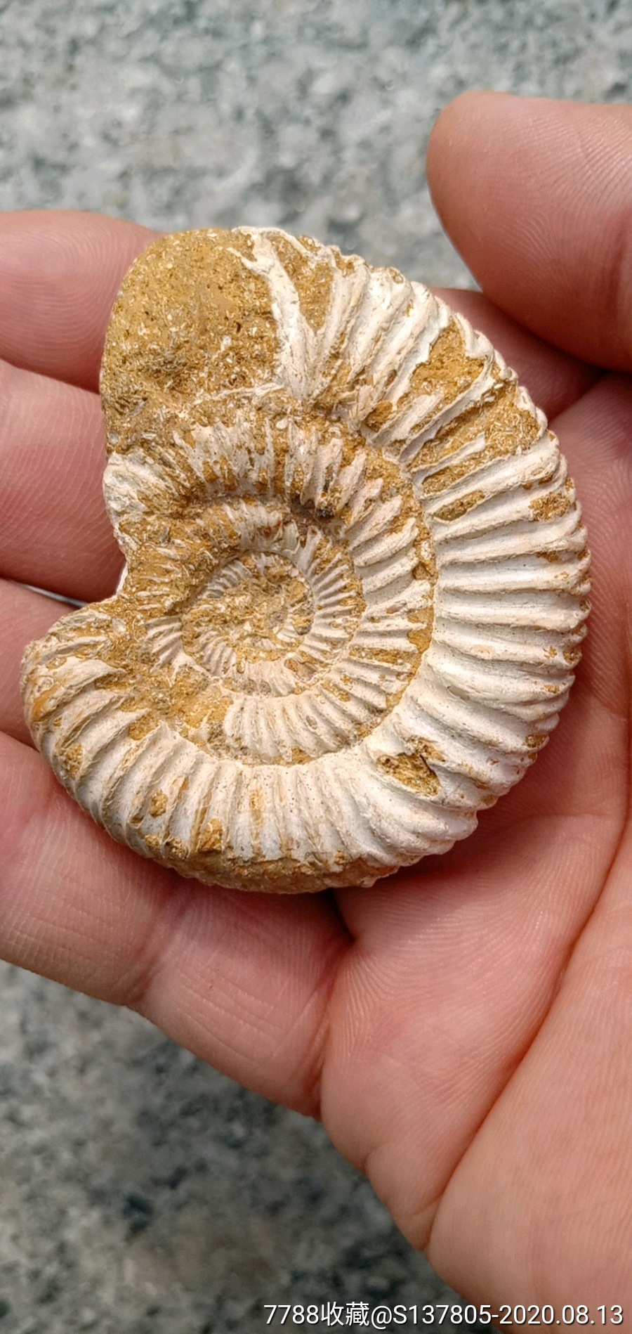 海螺化石贝壳化石