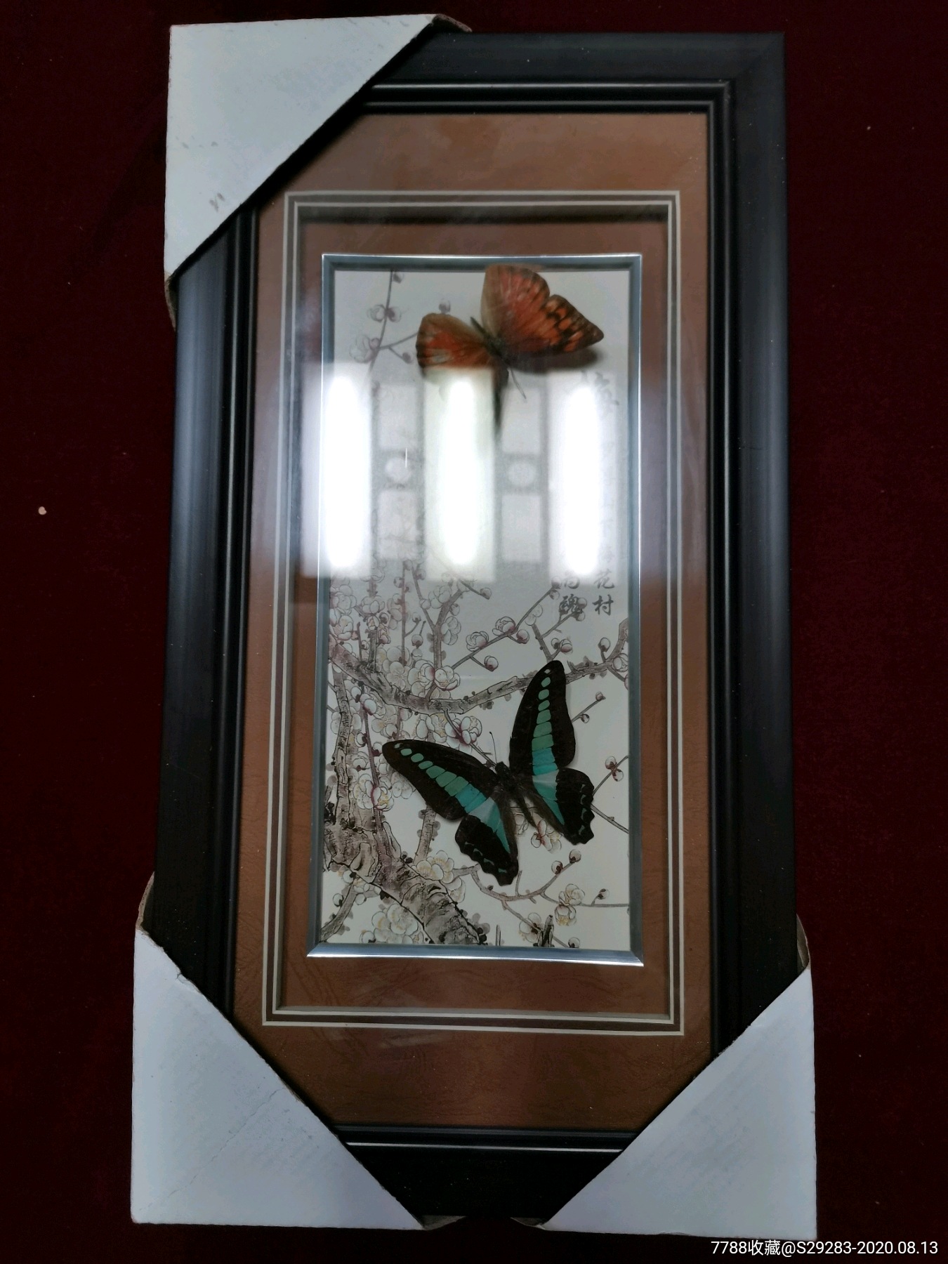蝴蝶标本画2只蝴蝶