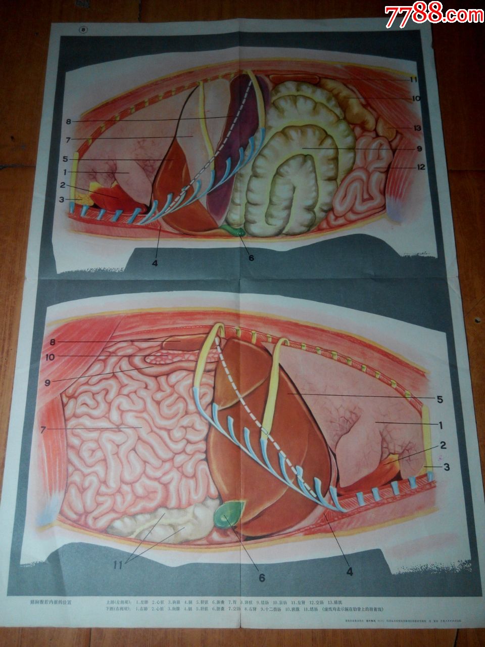 畜牧兽医教学挂图《猪的解剖》8张-教学挂图-7788收藏