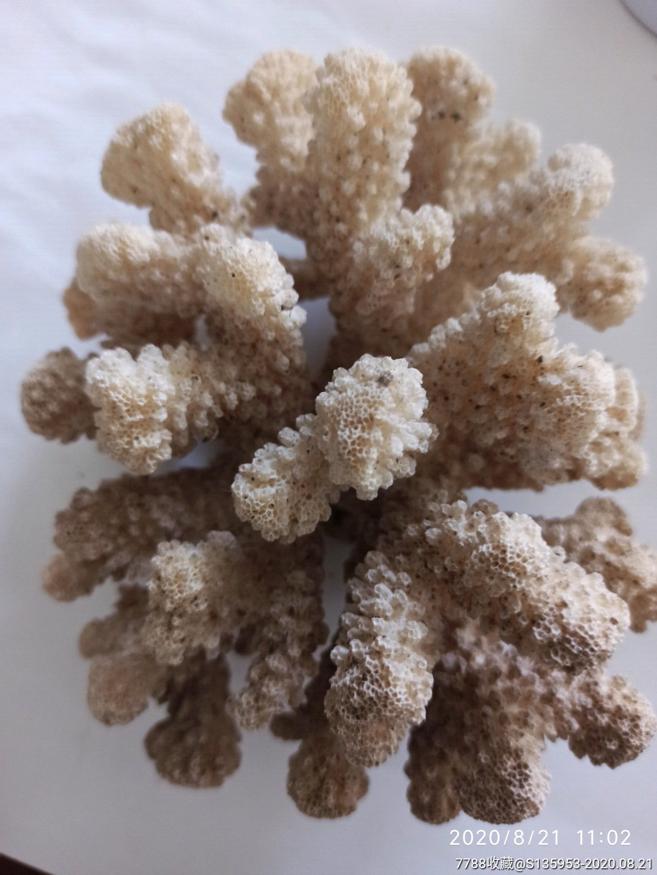 天然白珊瑚真假对照图图片