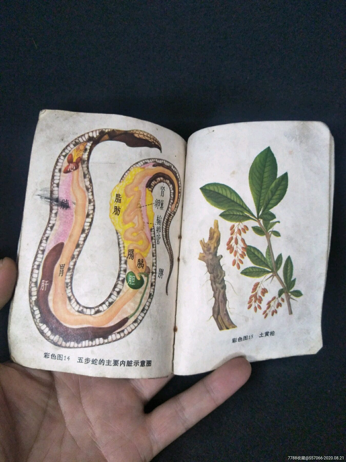 文革期间一本图文并茂医药蛇书