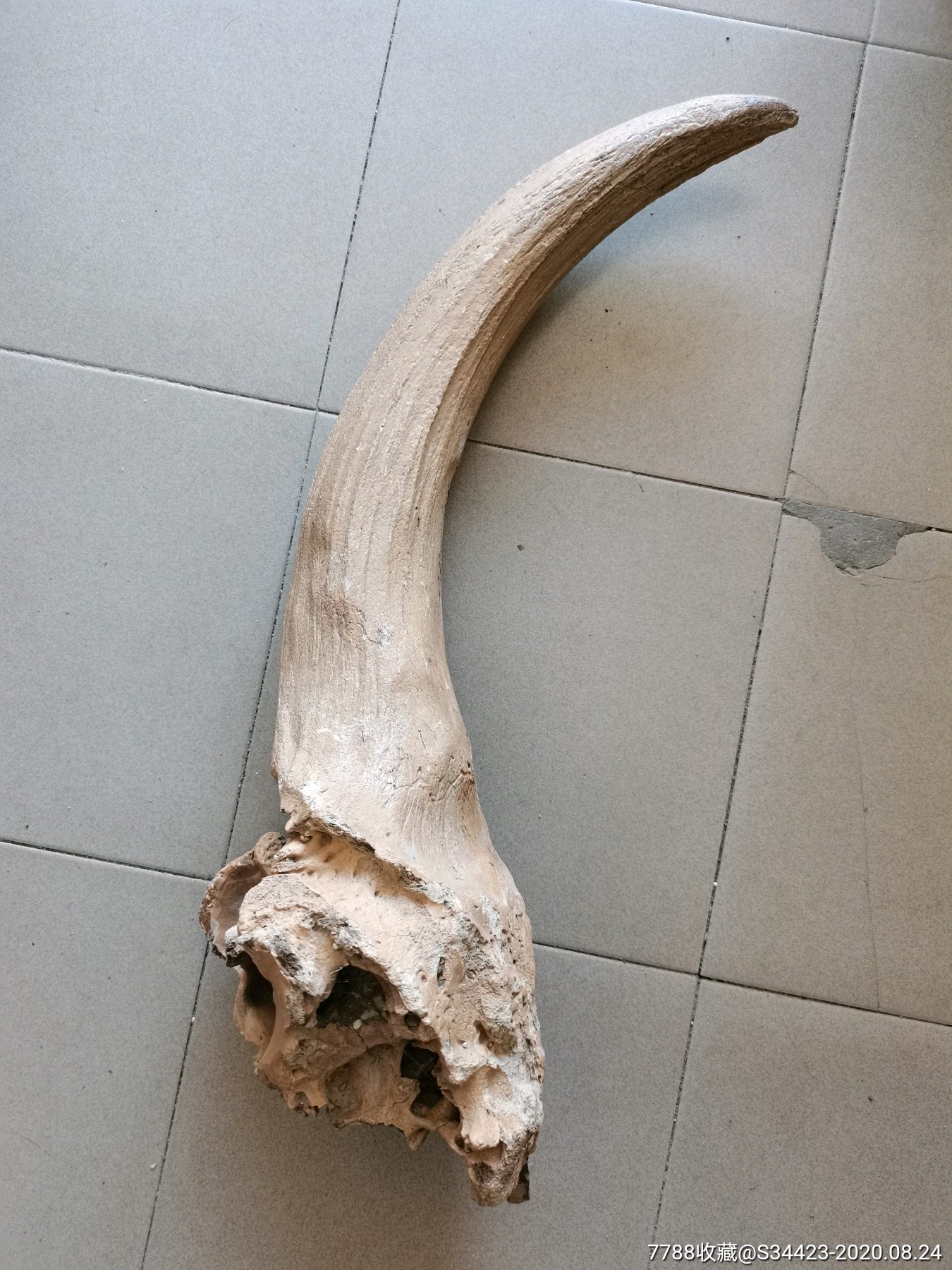 长达76厘米大型史前动物角化石
