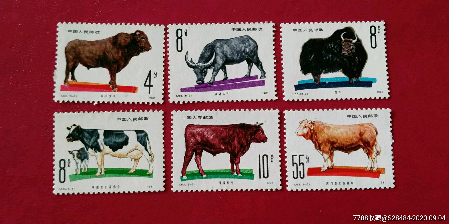 t63.畜牧业-牛(新票)_新中国邮票_福藏久【7788邮票收藏】