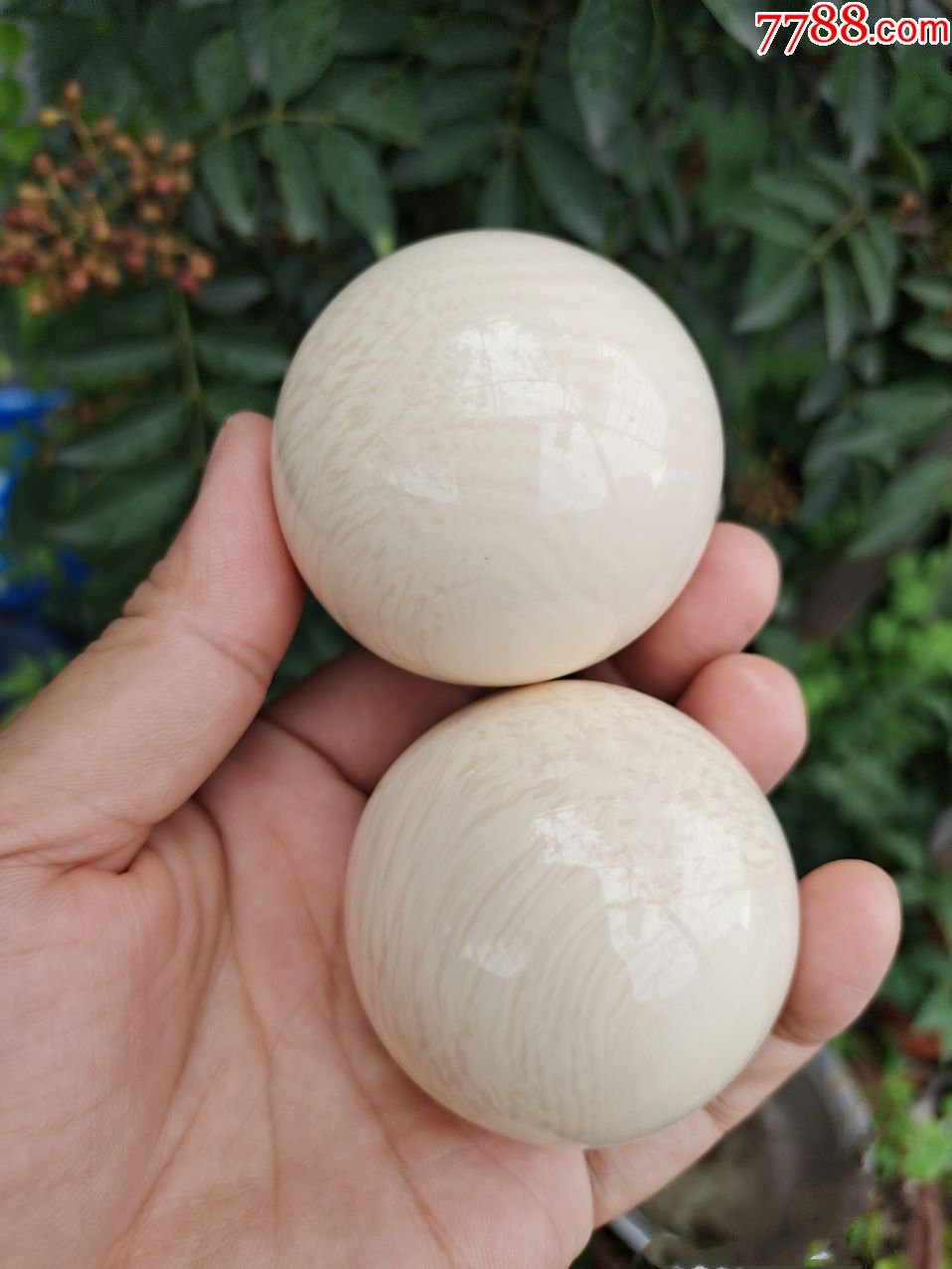 手球5厘米海马牙精品一对纹理清晰漂亮多省包邮牛角蓝珀都有