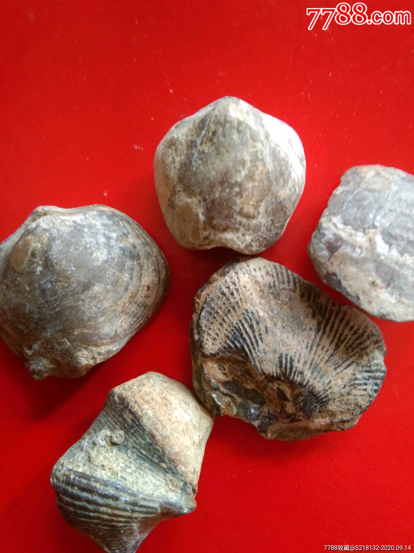 值钱的贝壳化石图片图片